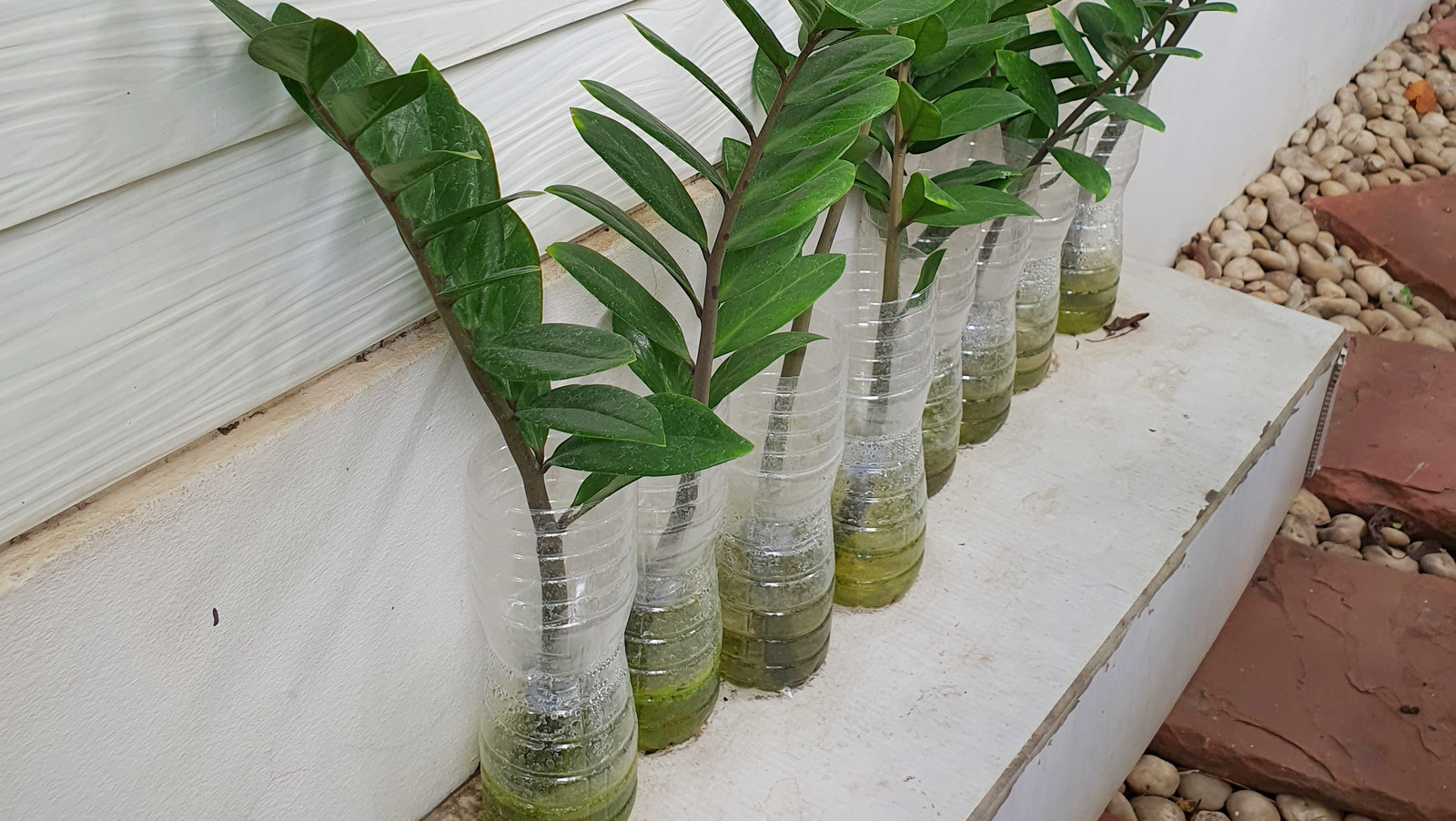 A real photo of freshly cut ZZ plant stem sections resting on a plain paper towel on a kitchen counter, with the cut ends drying before planting