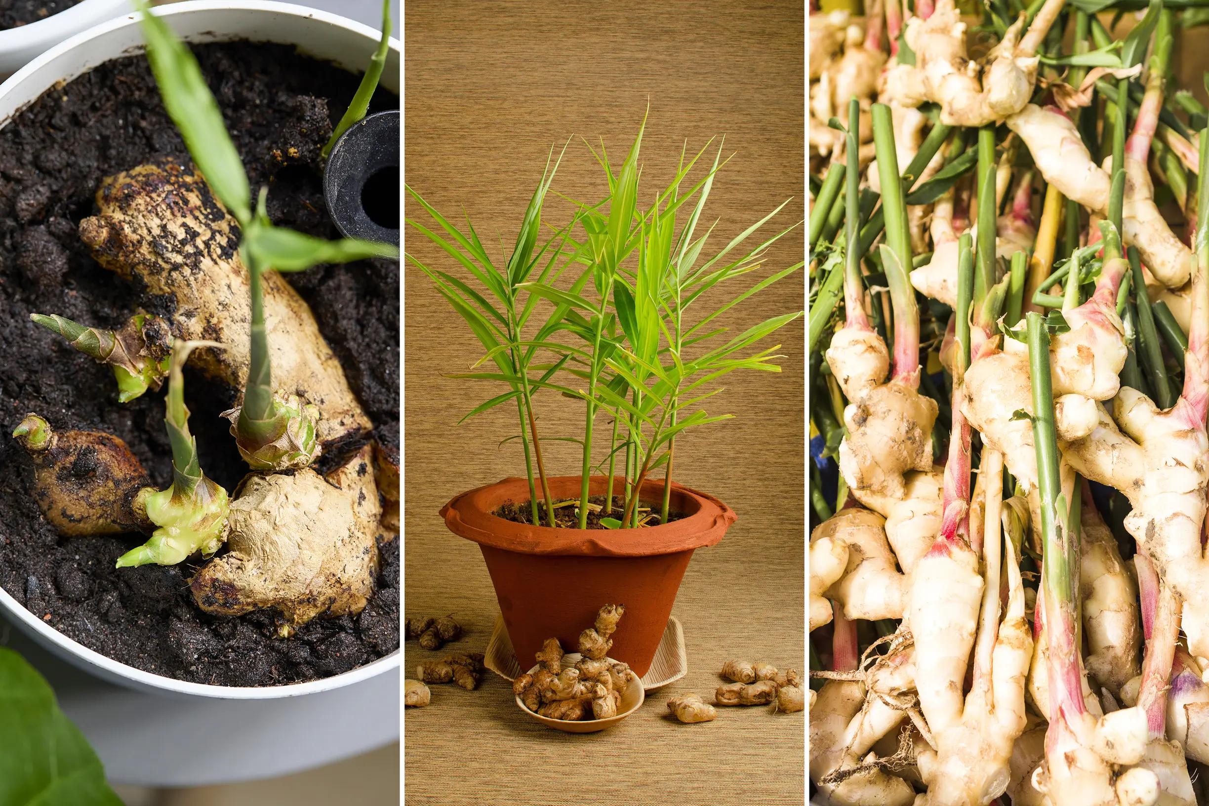 A real photo of freshly harvested ginger rhizomes being lifted from a wide container, dark soil clinging to the roots