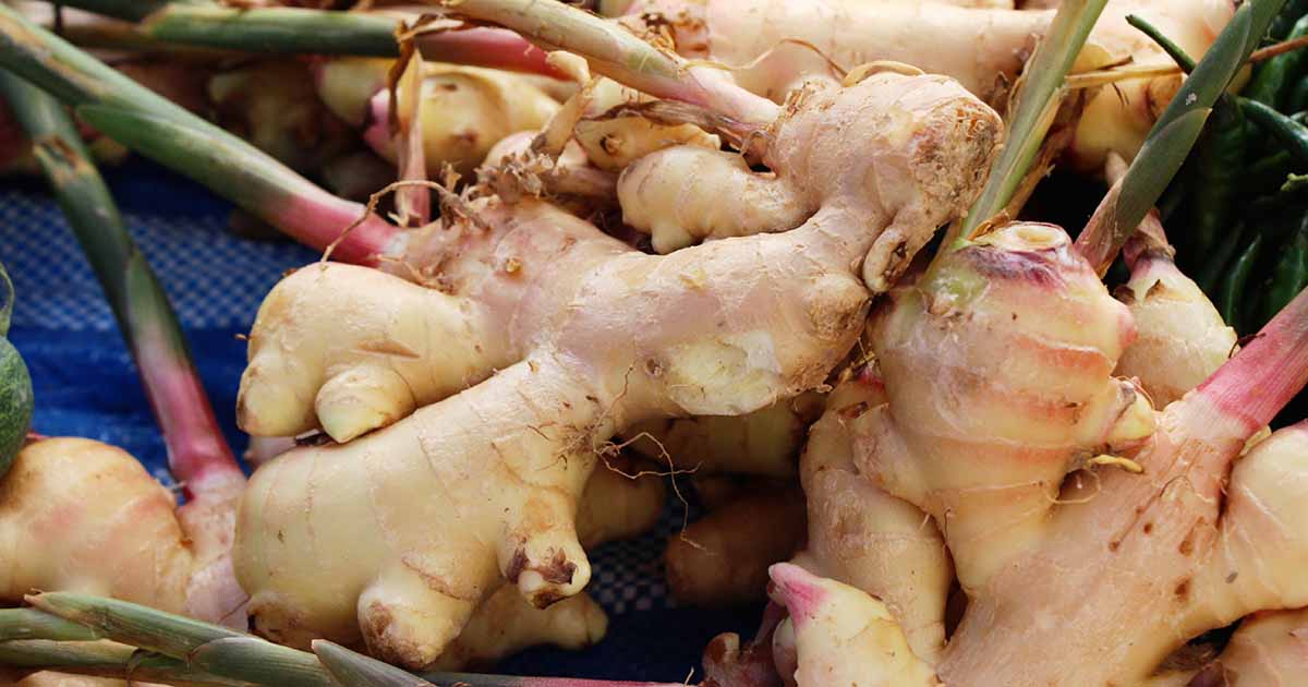 A real photo of ginger rhizome pieces in a shallow tray on damp coir, with small pale sprouts emerging from the eyes