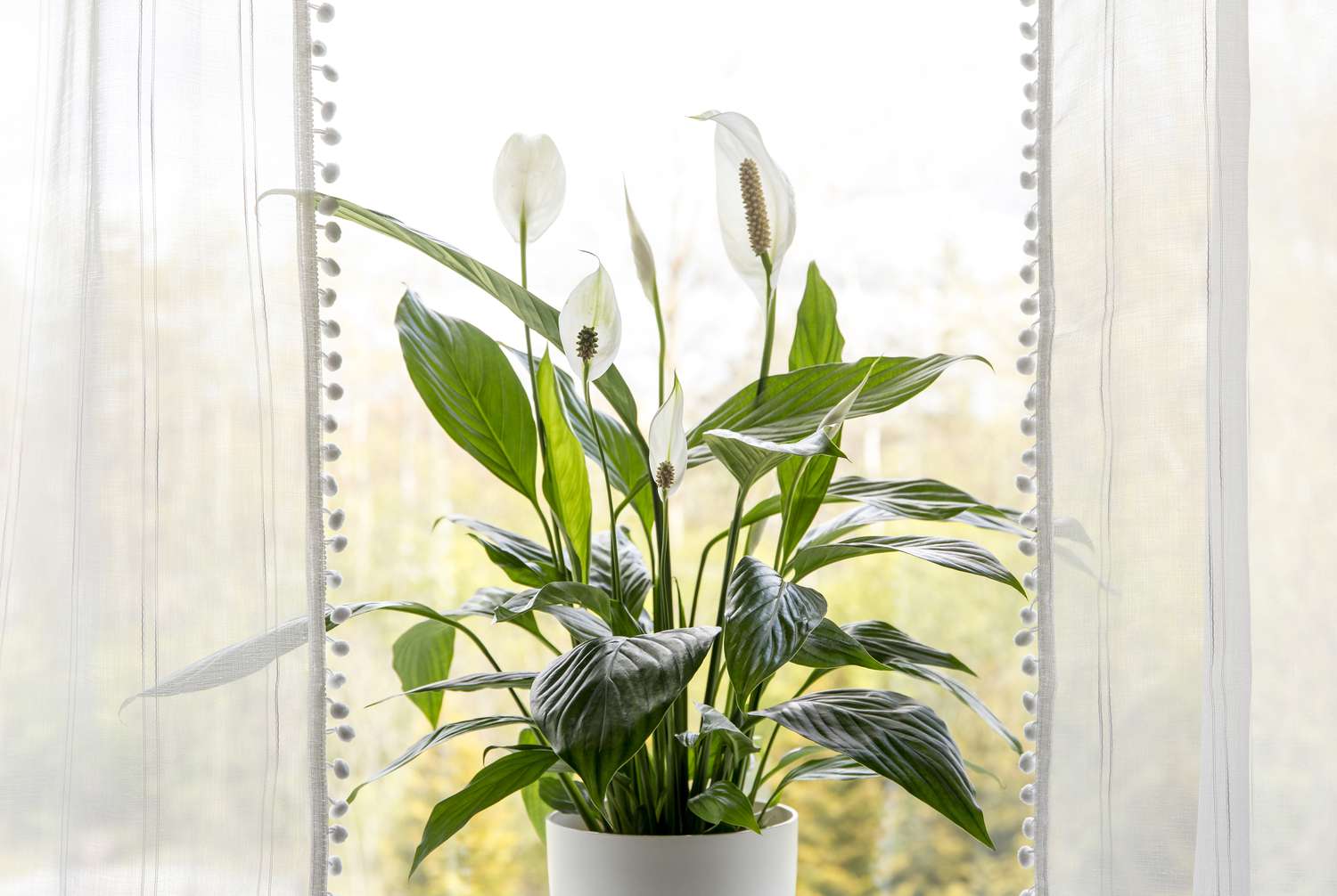 A real photo of hands gently lifting a peace lily from its nursery pot on a potting bench, with the root ball visible and natural window light