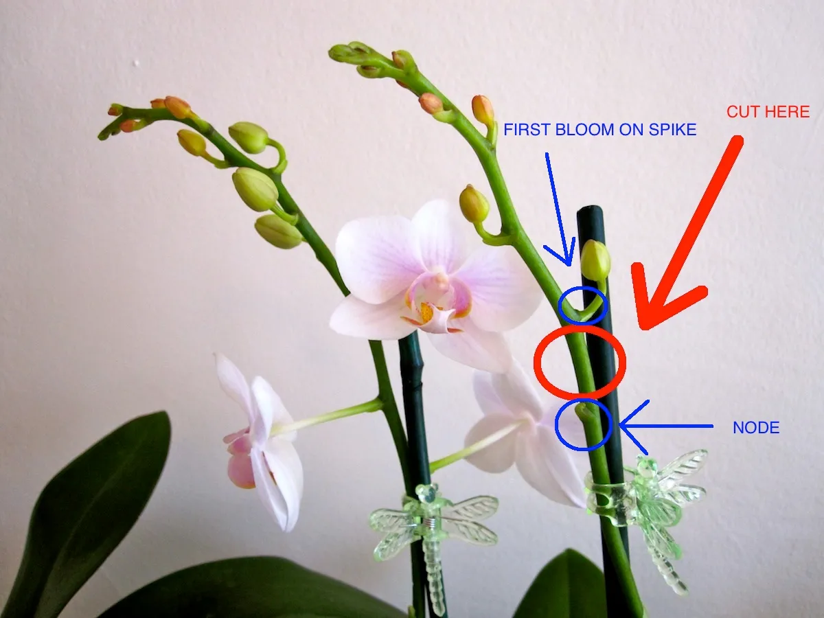 A real photo of hands gently removing a soft clip from a Phalaenopsis orchid spike near a stake after the flowers have faded, showing careful support of the spike