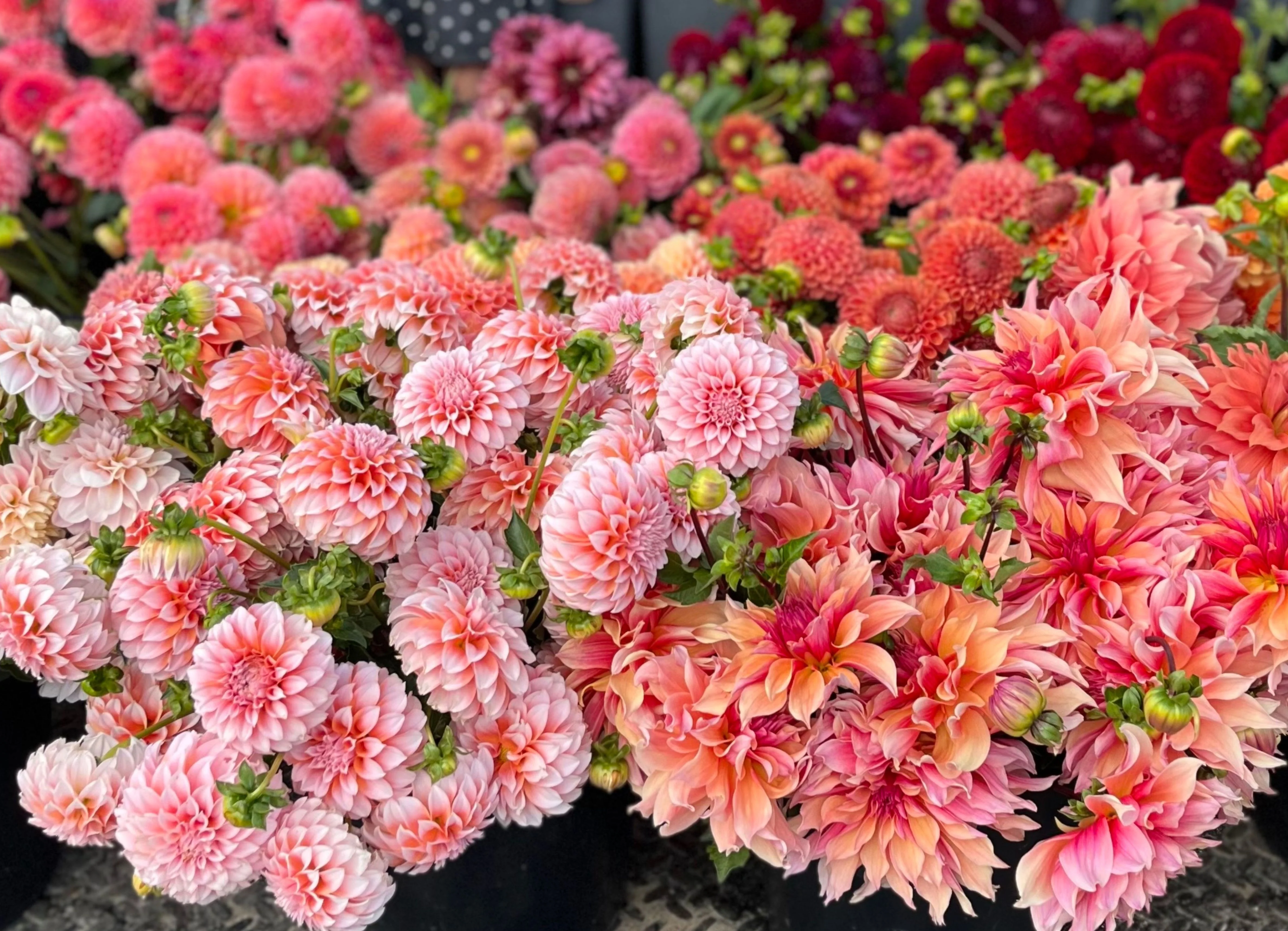 A real photo of hands placing a dahlia tuber into a nursery pot filled with potting mix on an indoor table near a bright window