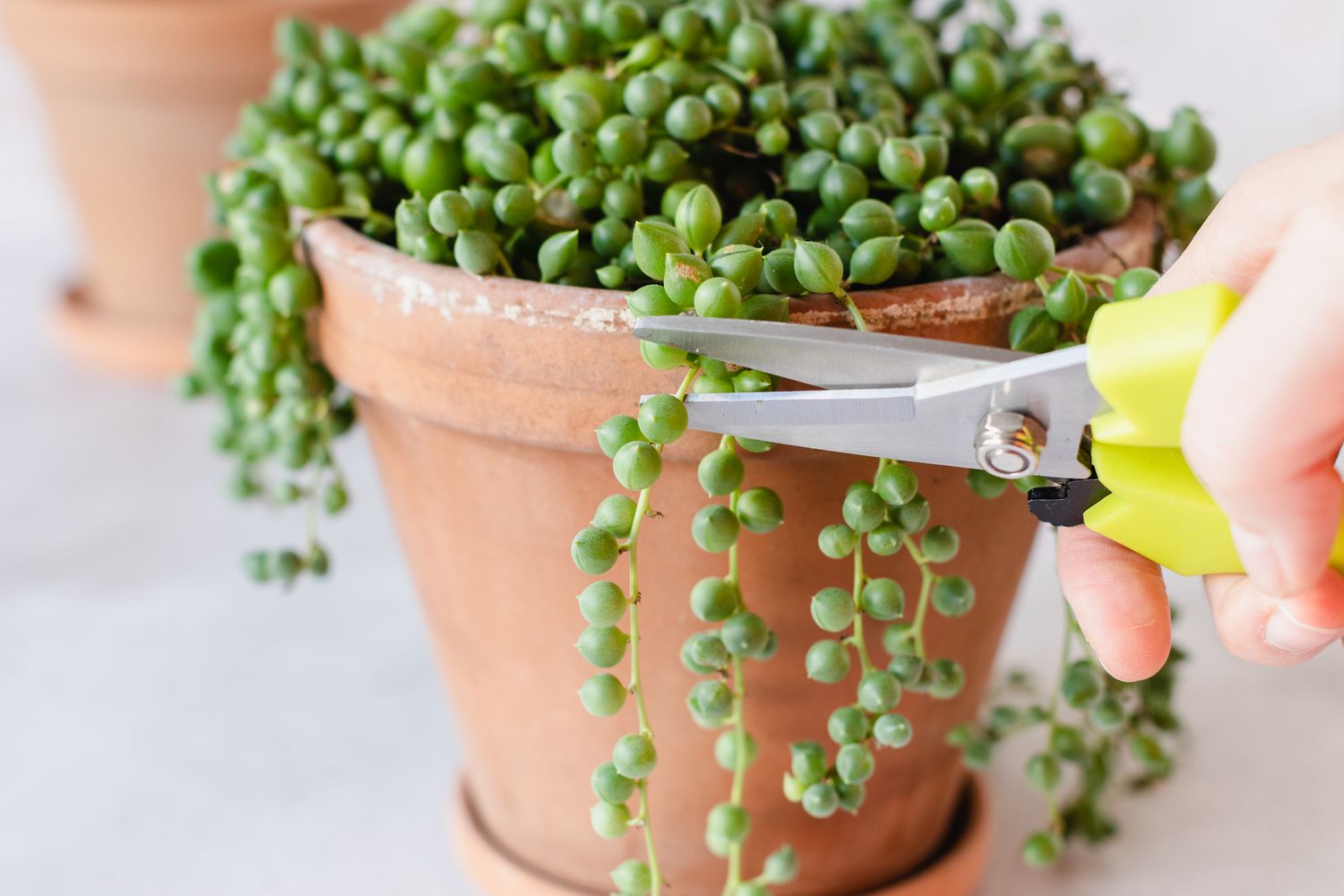 A real photo of hands placing a string of bananas stem cutting onto gritty succulent soil, with a few leaf nodes pressed into the mix for propagation