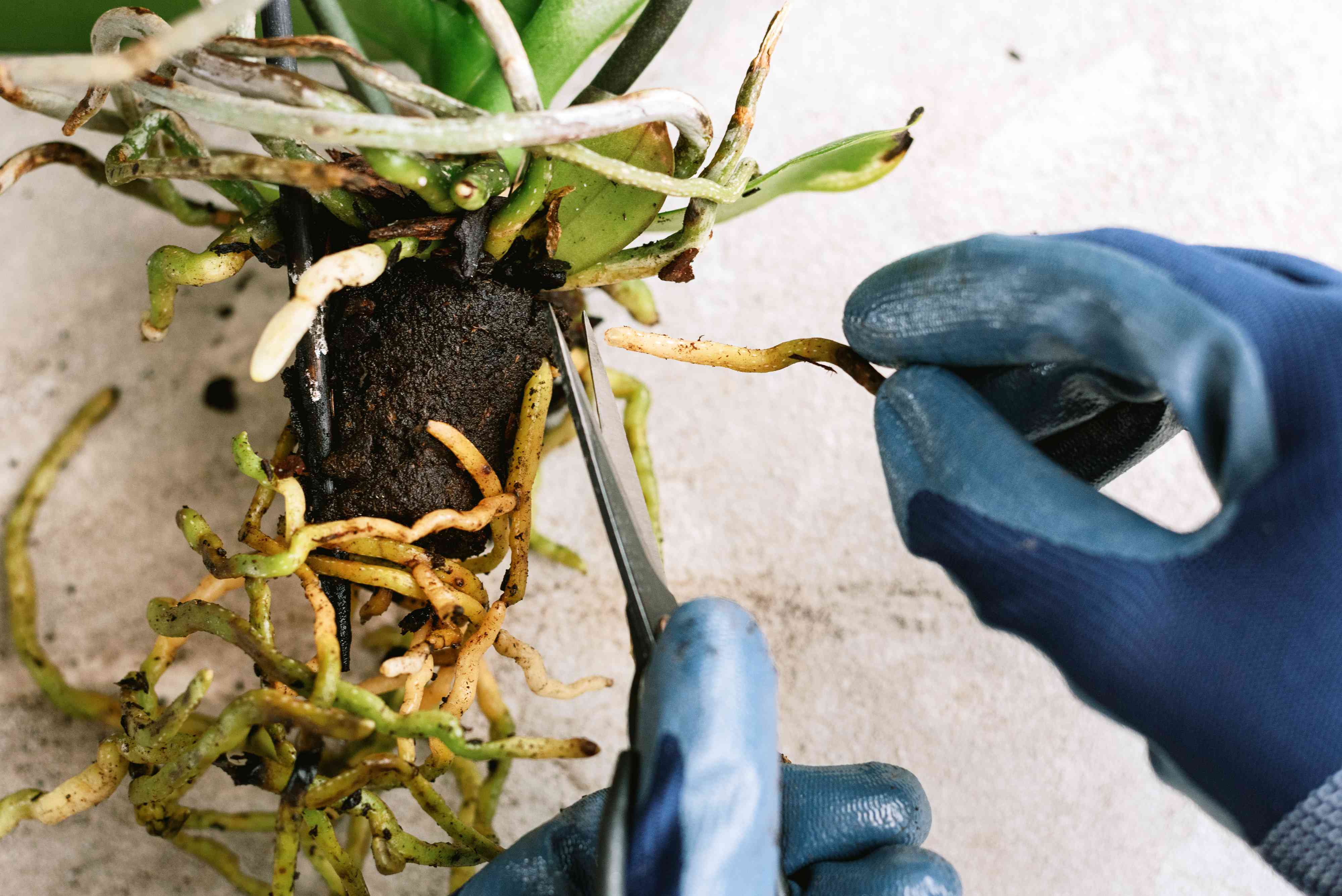 A real photo of hands repotting a Phalaenopsis orchid on a table, with sterilized scissors trimming mushy brown roots and fresh bark mix nearby
