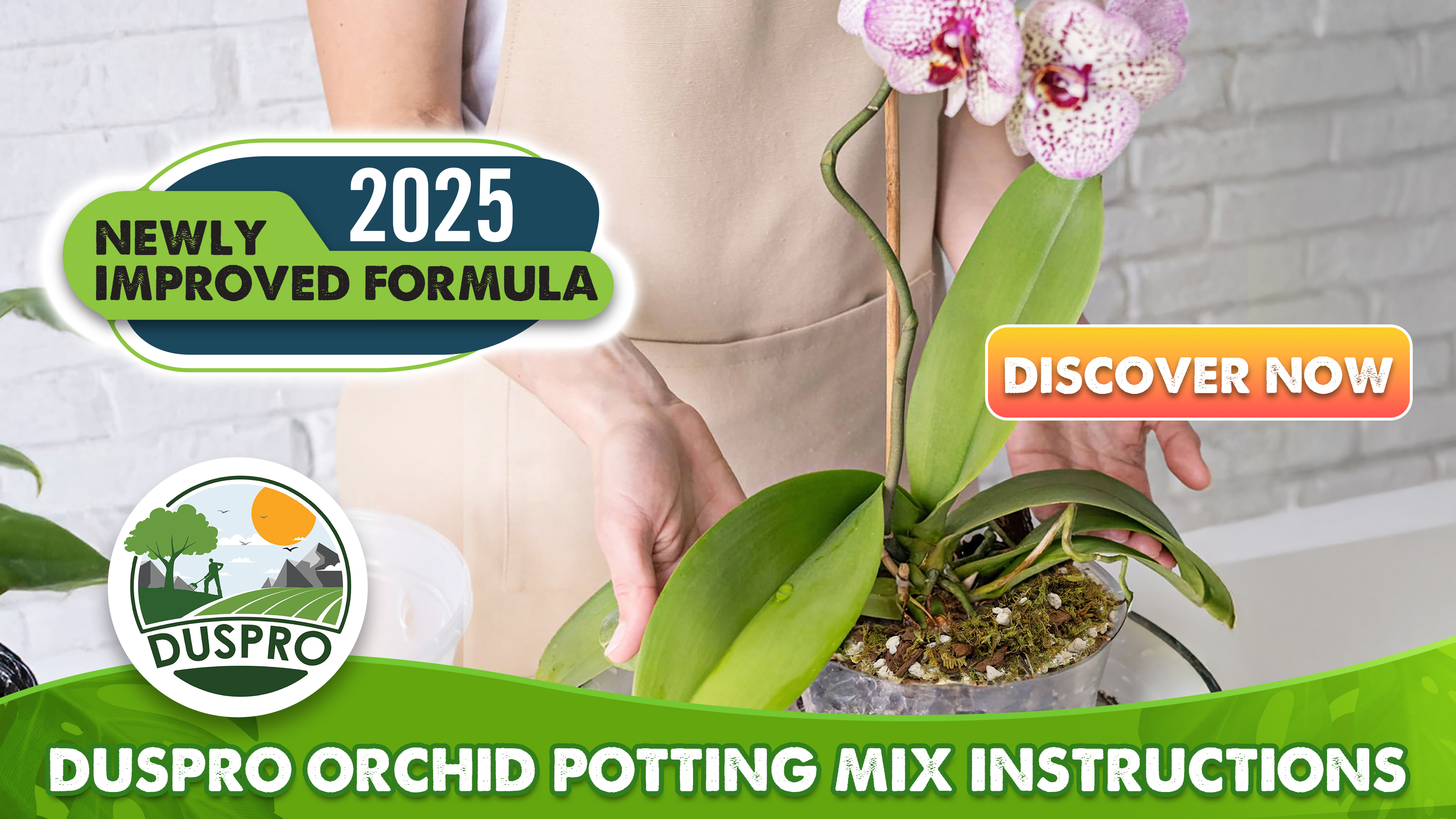 A real photo of hands repotting a Phalaenopsis orchid into a clear ventilated orchid pot with fresh bark mix on a potting table