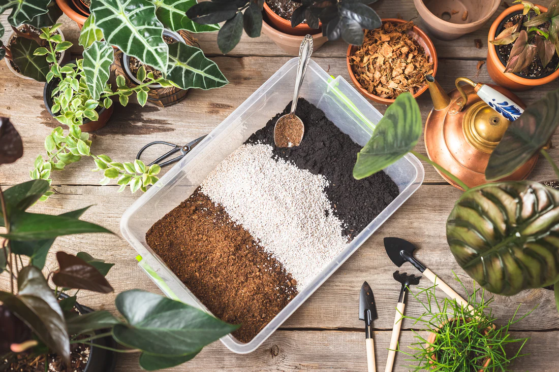 A real photo of hands repotting a Tradescantia Nanouk into a small pot with fresh airy potting mix and visible perlite