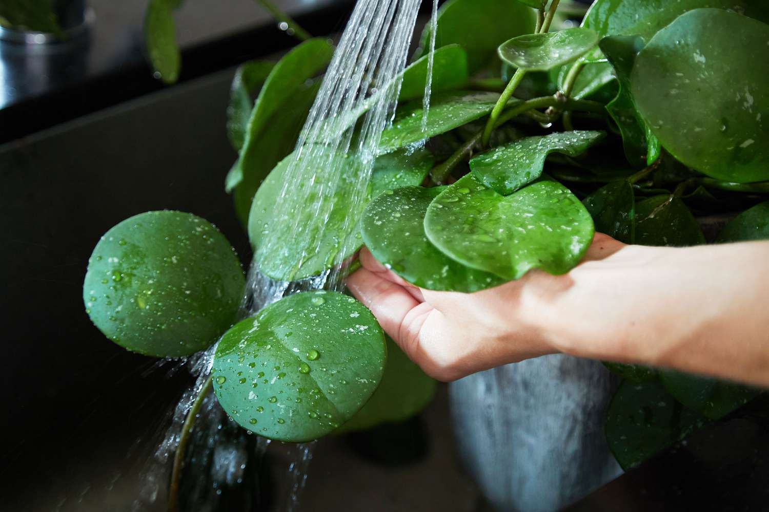 A real photo of hands rinsing a leafy houseplant in a kitchen sink with a gentle spray of water