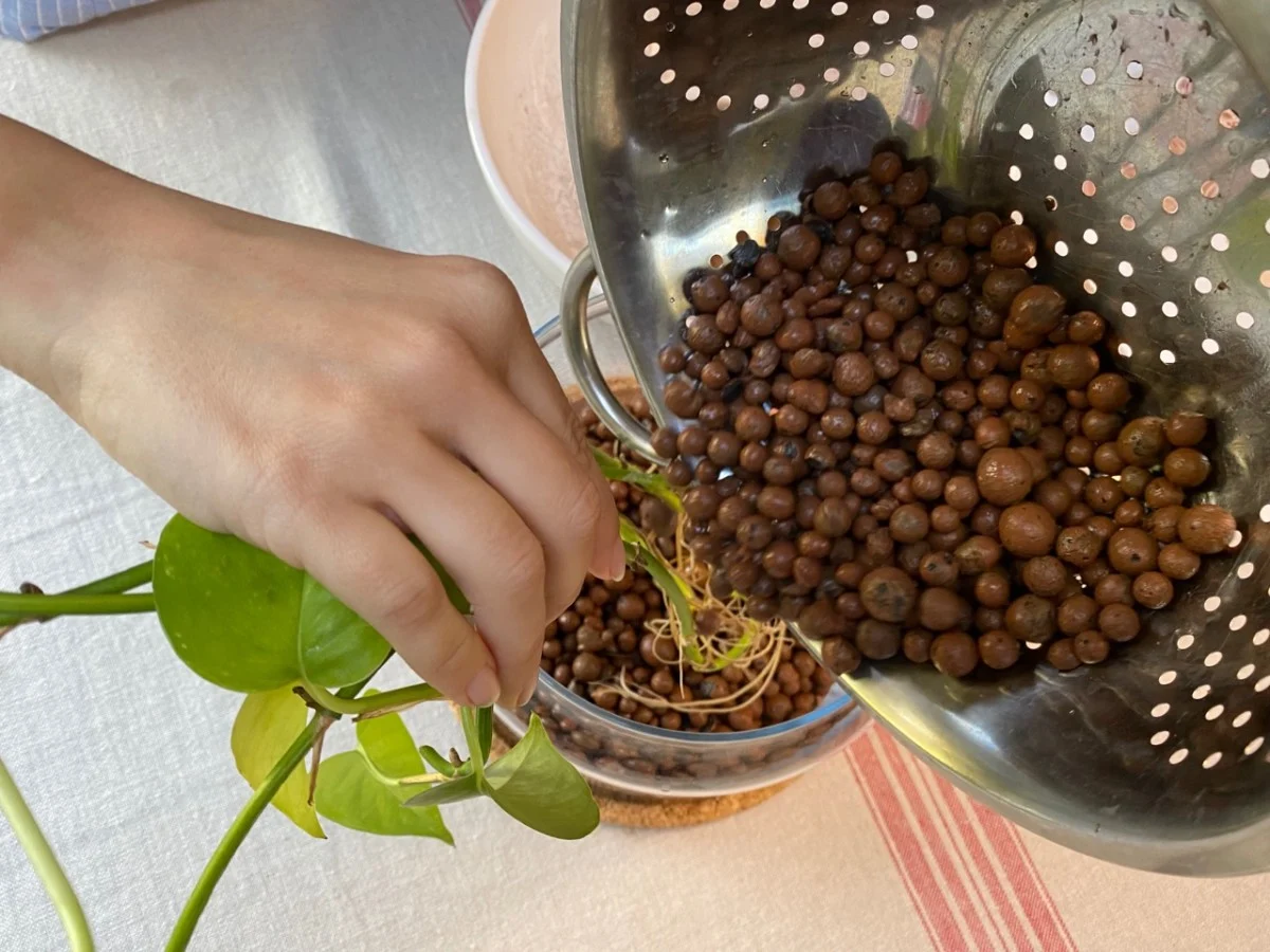 A real photo of hands rinsing dusty LECA clay balls in a metal colander under a kitchen faucet, with water running clear