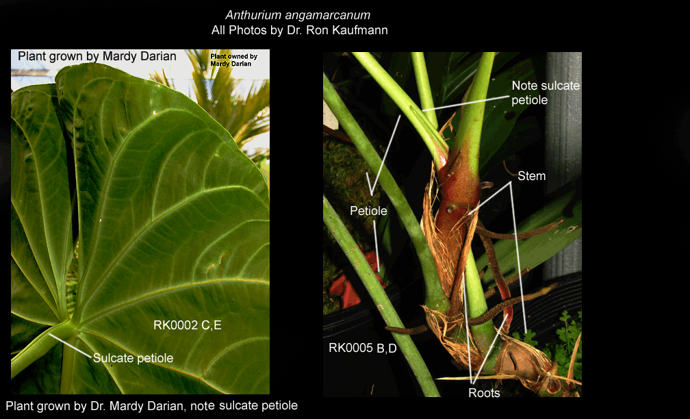 A real photo of hands separating a small anthurium basal offset with tiny roots from the mother plant beside two small nursery pots