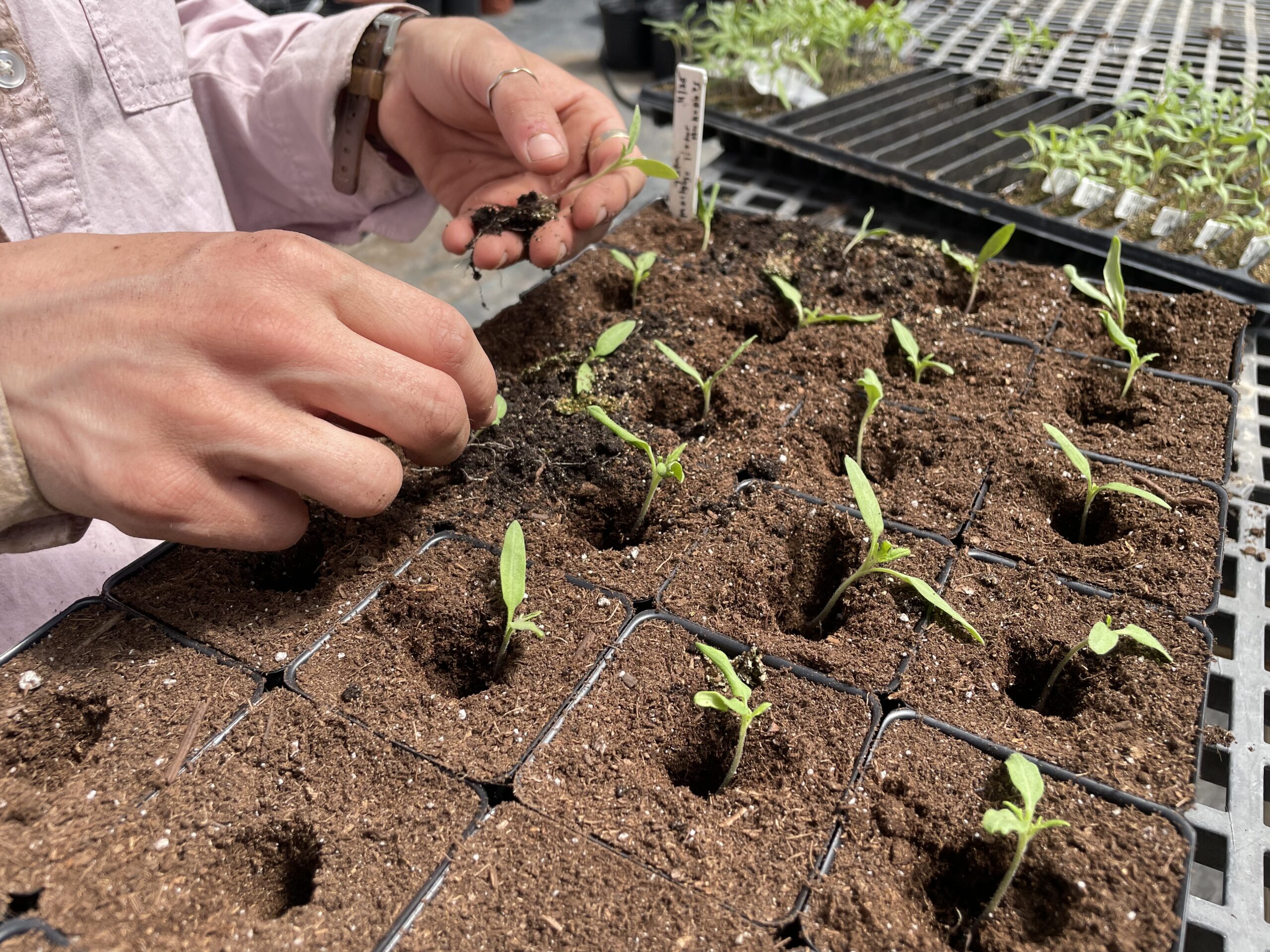 A real photo of hands transplanting a young tomato seedling into a deeper pot indoors, with the long stem being set lower in fresh potting mix