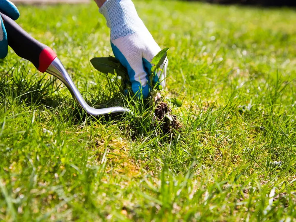 A real photo of hands using a narrow weeding tool to lift a nutsedge plant from a lawn with roots attached