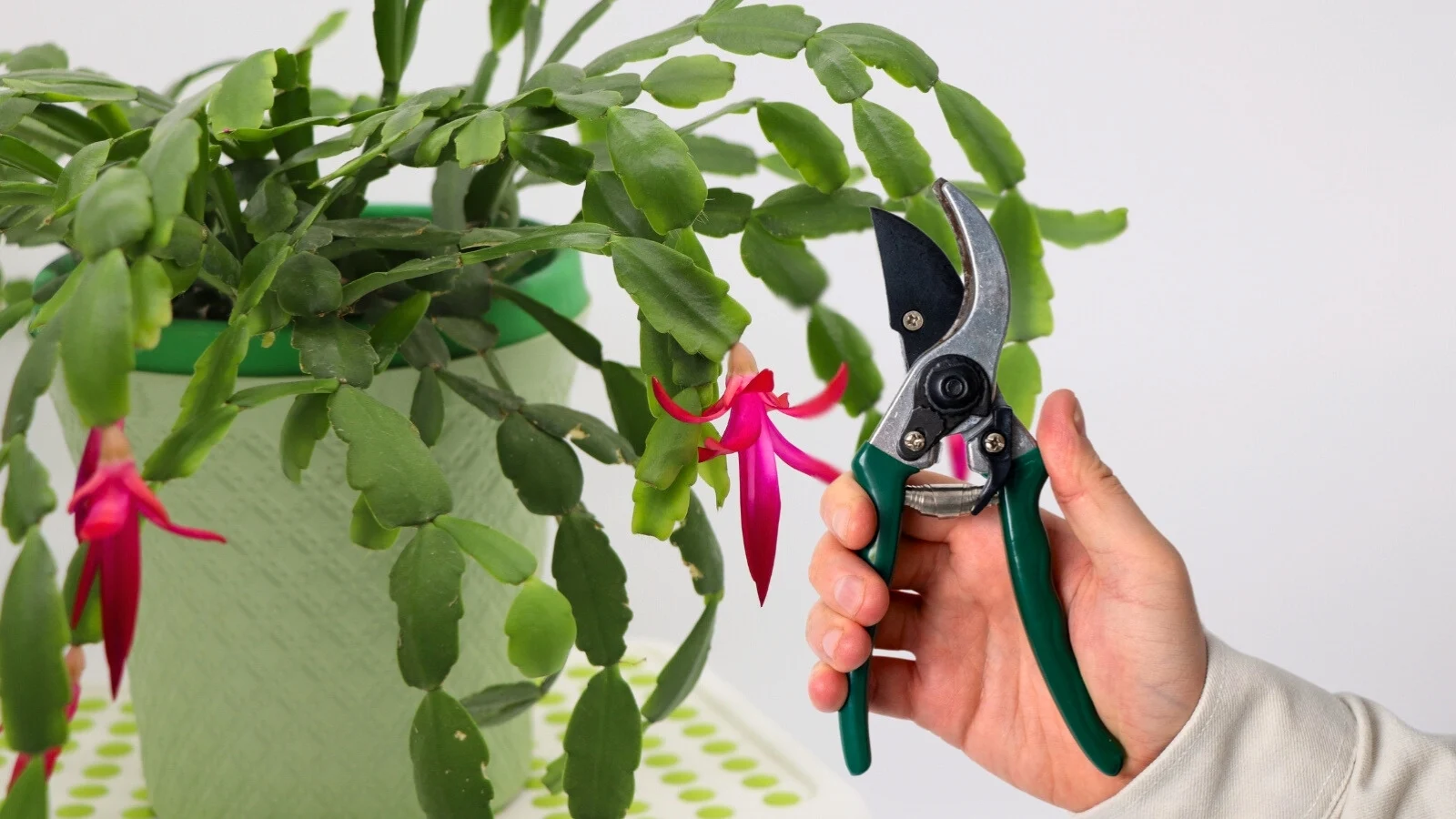 A real photo of hands using clean scissors to snip a Christmas cactus segment at the narrow joint, with the plant in a pot nearby