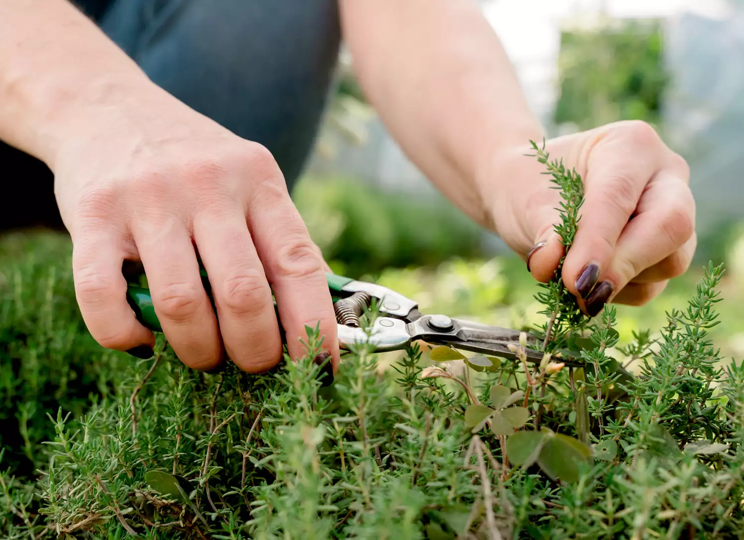 A real photo of hands using small garden scissors to snip fresh thyme sprigs from a green thyme plant outdoors