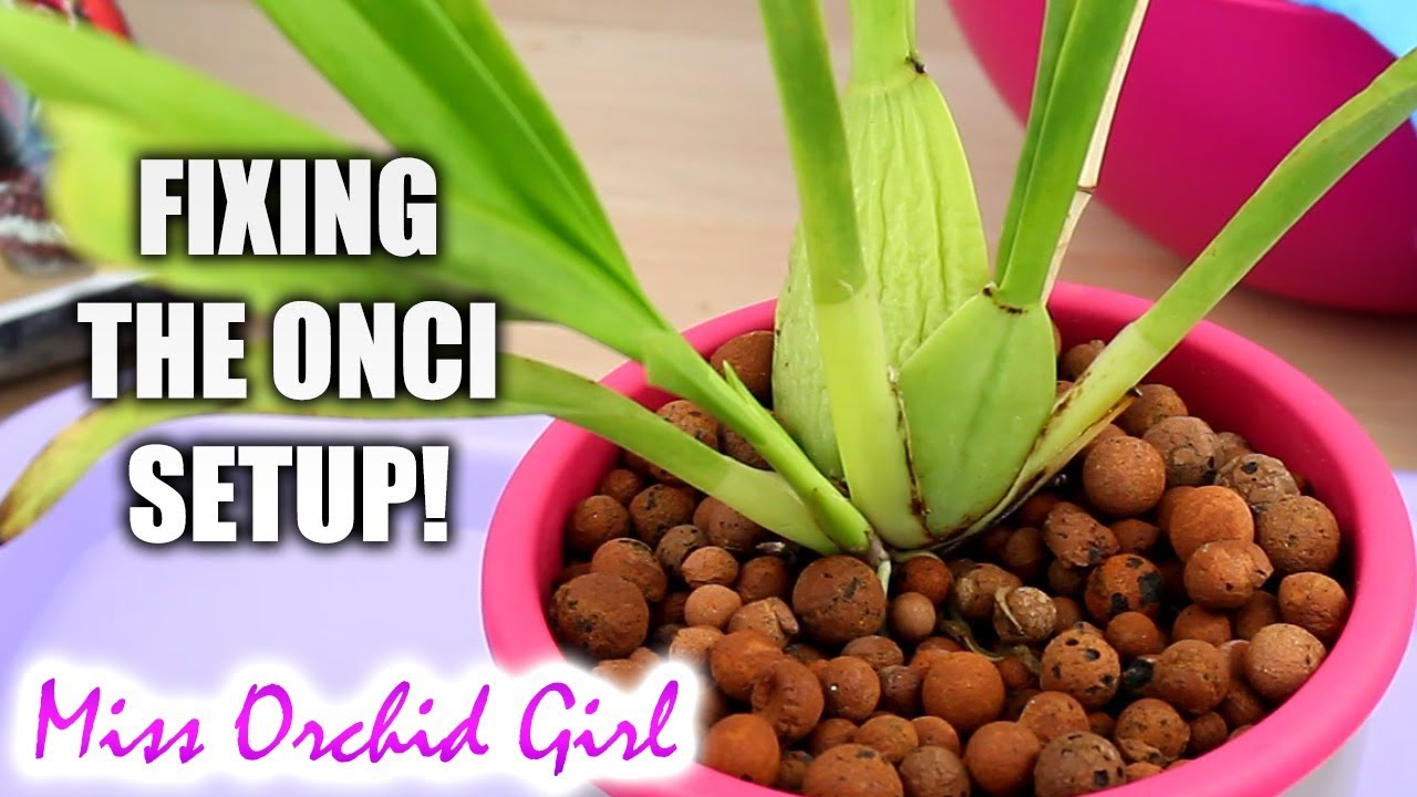 A real photo of hands watering an Oncidium orchid in a plastic nursery pot with bark mix, placed in a sink with water draining freely from the bottom