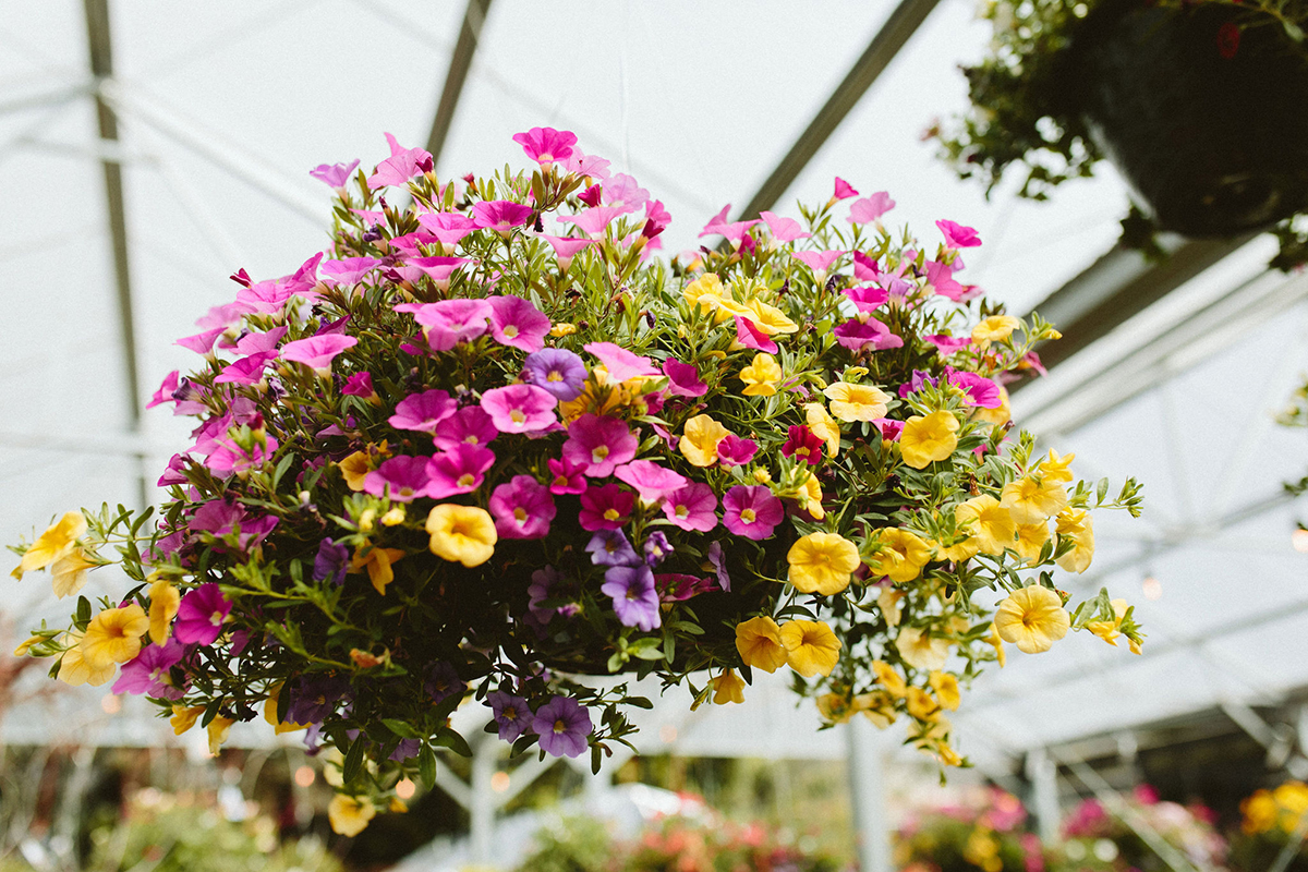 A real photo of hands watering purple petunias in a hanging basket on a sunny summer patio