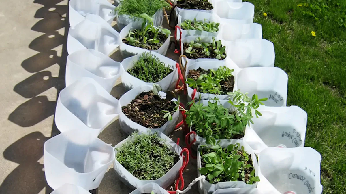 A real photo of healthy green snapdragon seedlings growing in potting mix inside a translucent milk jug with the top vent open