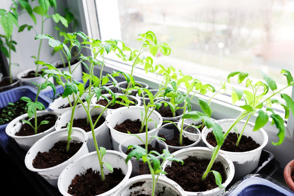 Featured image for How to Fix Leggy Seedlings Indoors