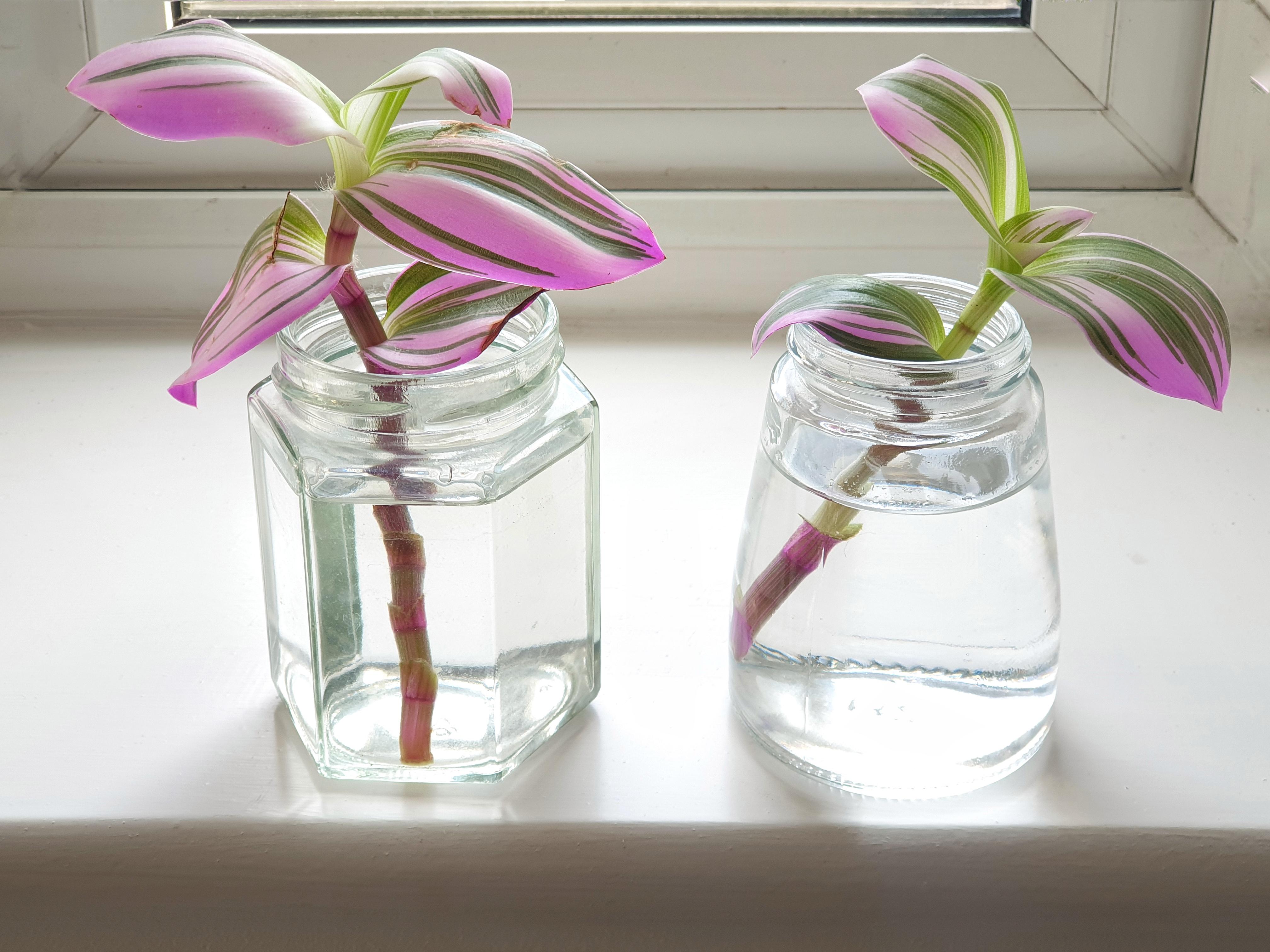 A real photo of several Tradescantia Nanouk cuttings rooting in a clear glass of water on a sunny kitchen counter with indirect light