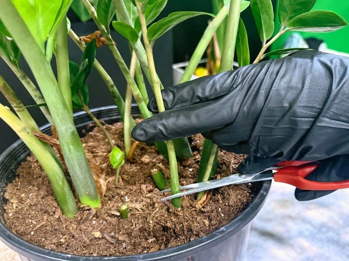 A real photo of several ZZ plant leaflets standing upright in separate small nursery pots filled with coarse, well-draining potting mix on a wooden table