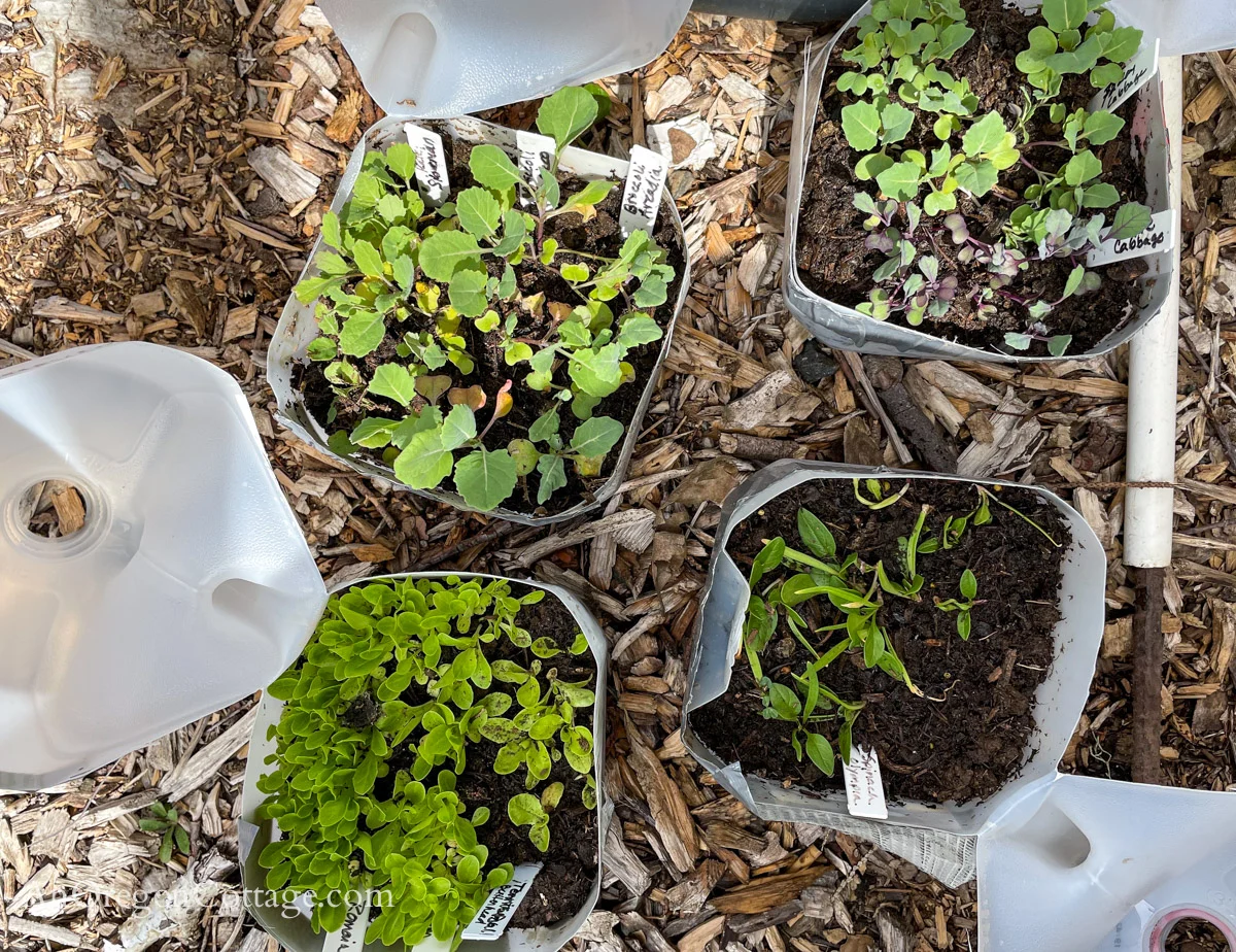 Featured image for Winter Sowing Seeds Outdoors