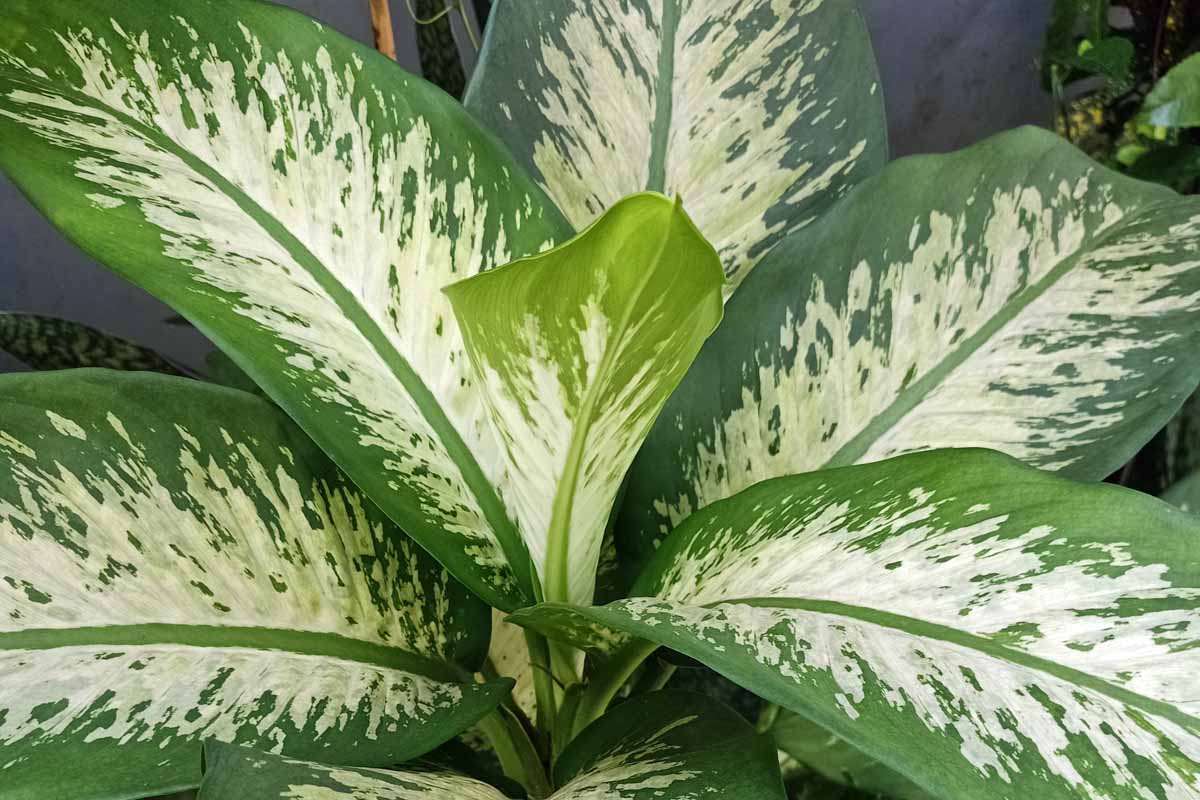 A real photo of several dieffenbachia cane cuttings planted in small nursery pots with a clear humidity dome on a bright indoor shelf
