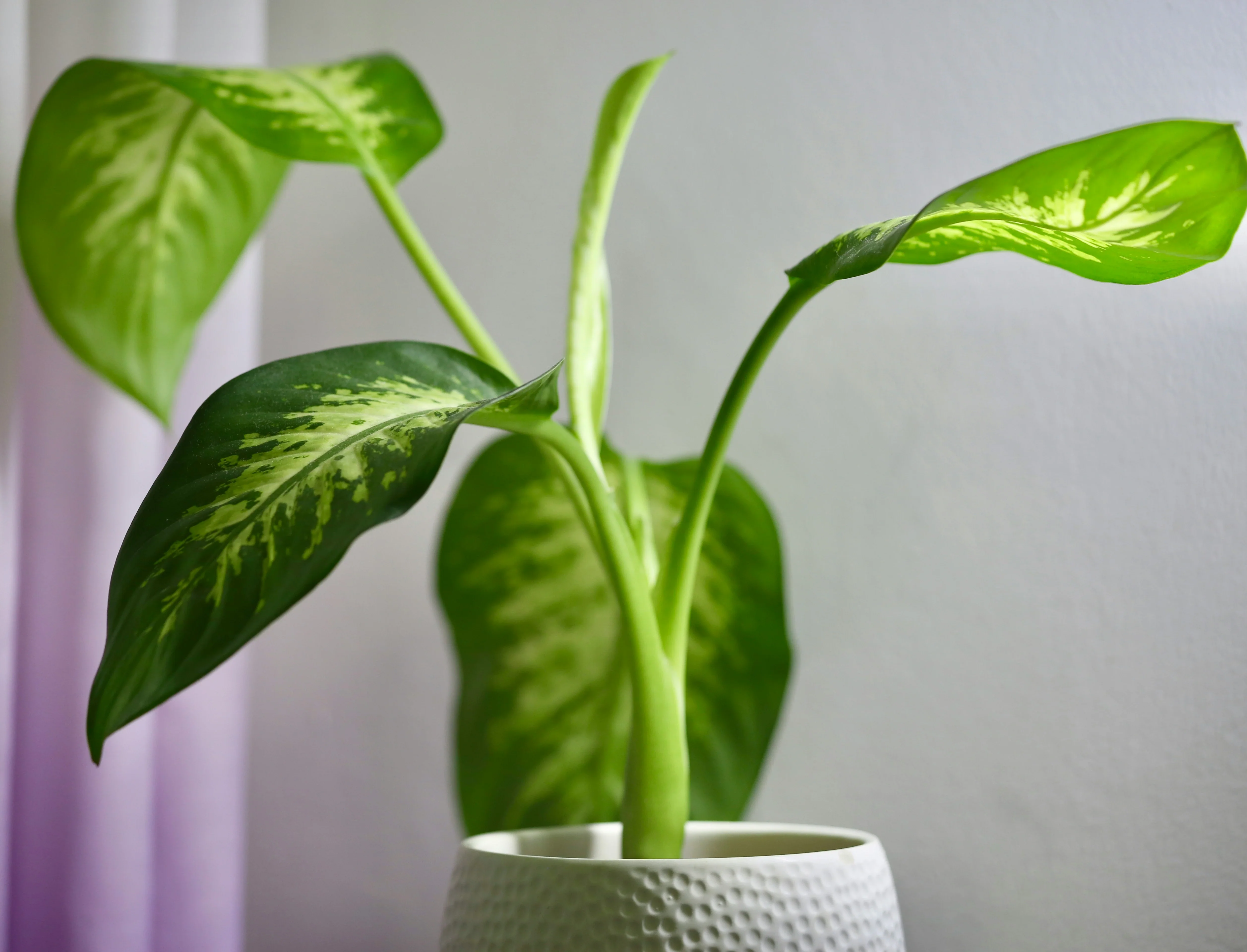 A real photo of several dieffenbachia cane sections planted in small pots filled with a perlite-rich propagation mix on a bright indoor table
