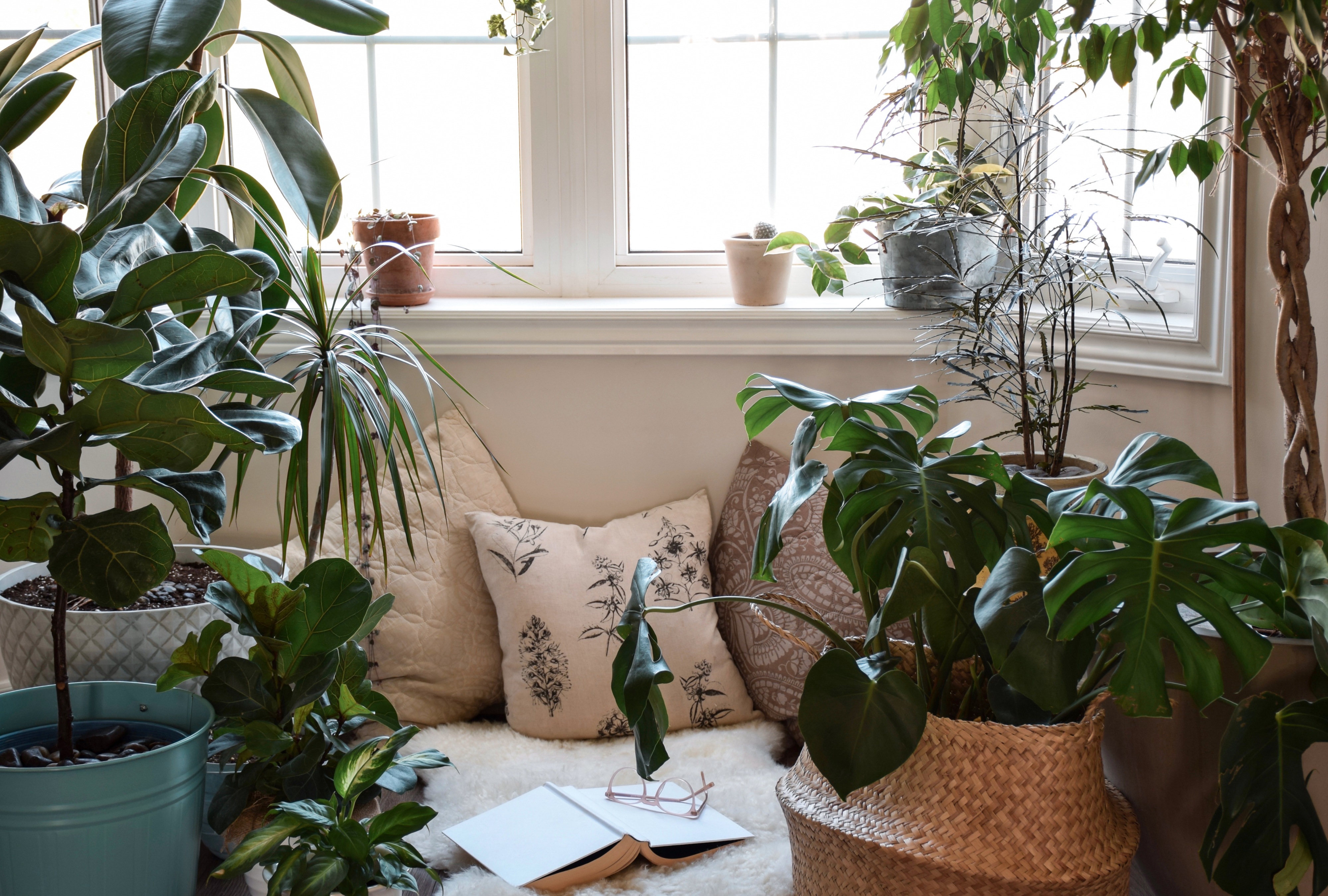 A real photo of several tropical houseplants grouped closely together on a plant stand near a bright window, creating a lush indoor corner