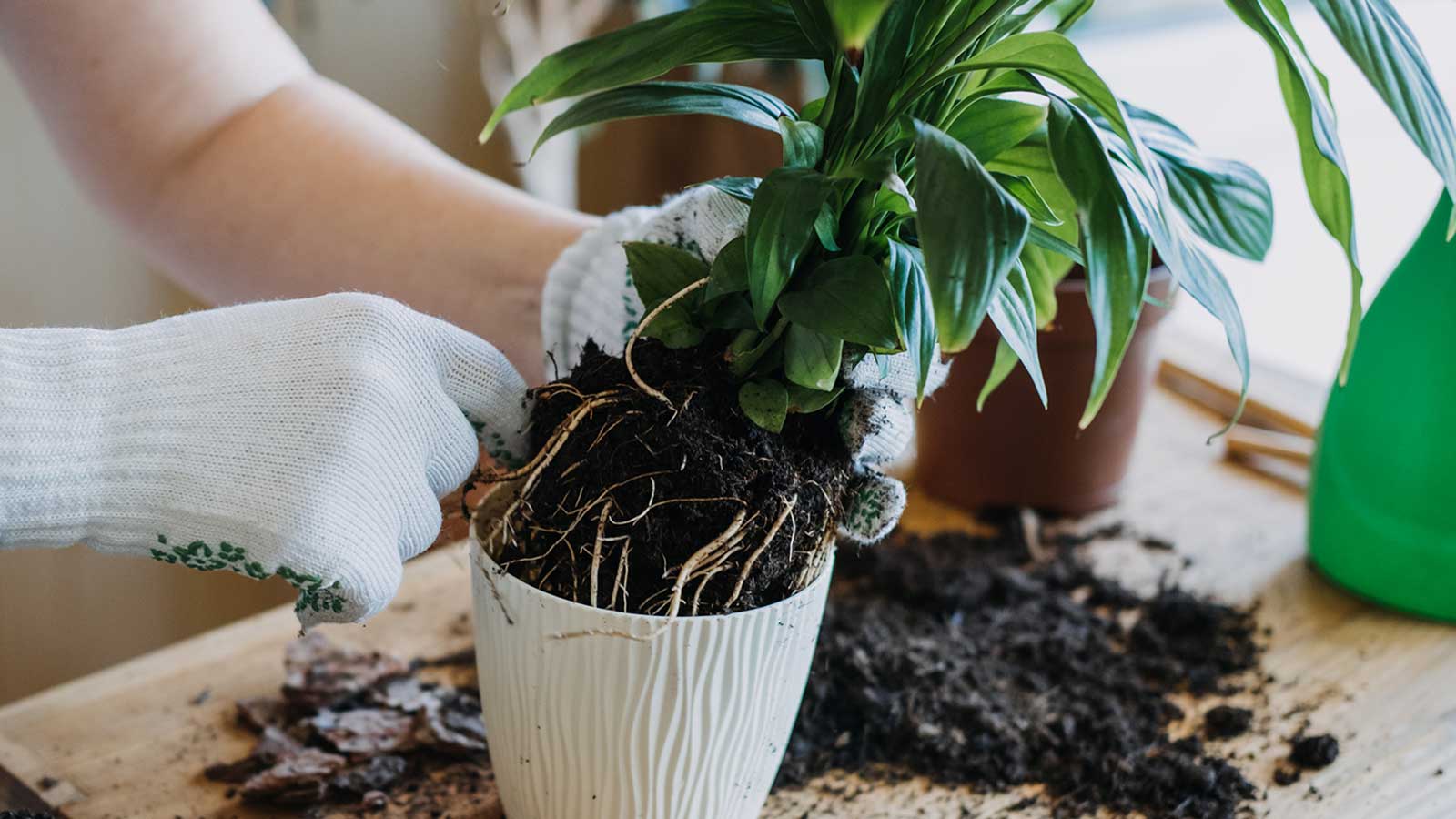 A real photo of three newly divided peace lily plants in separate terracotta pots on a kitchen table with loose potting soil nearby