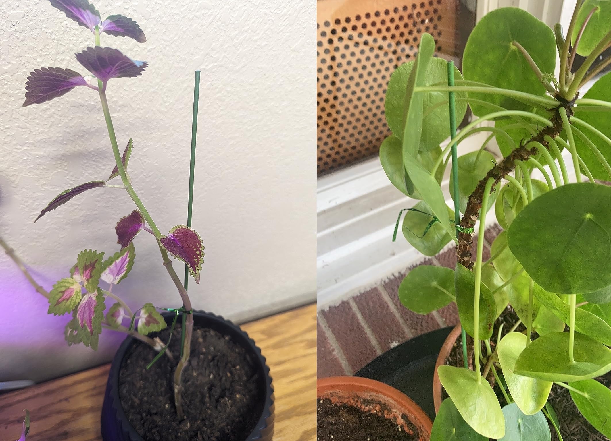 A real photo showing a soft Velcro plant tie loosely securing the lower portion of a Phalaenopsis orchid spike to a green stake, with space so the spike is not pinched