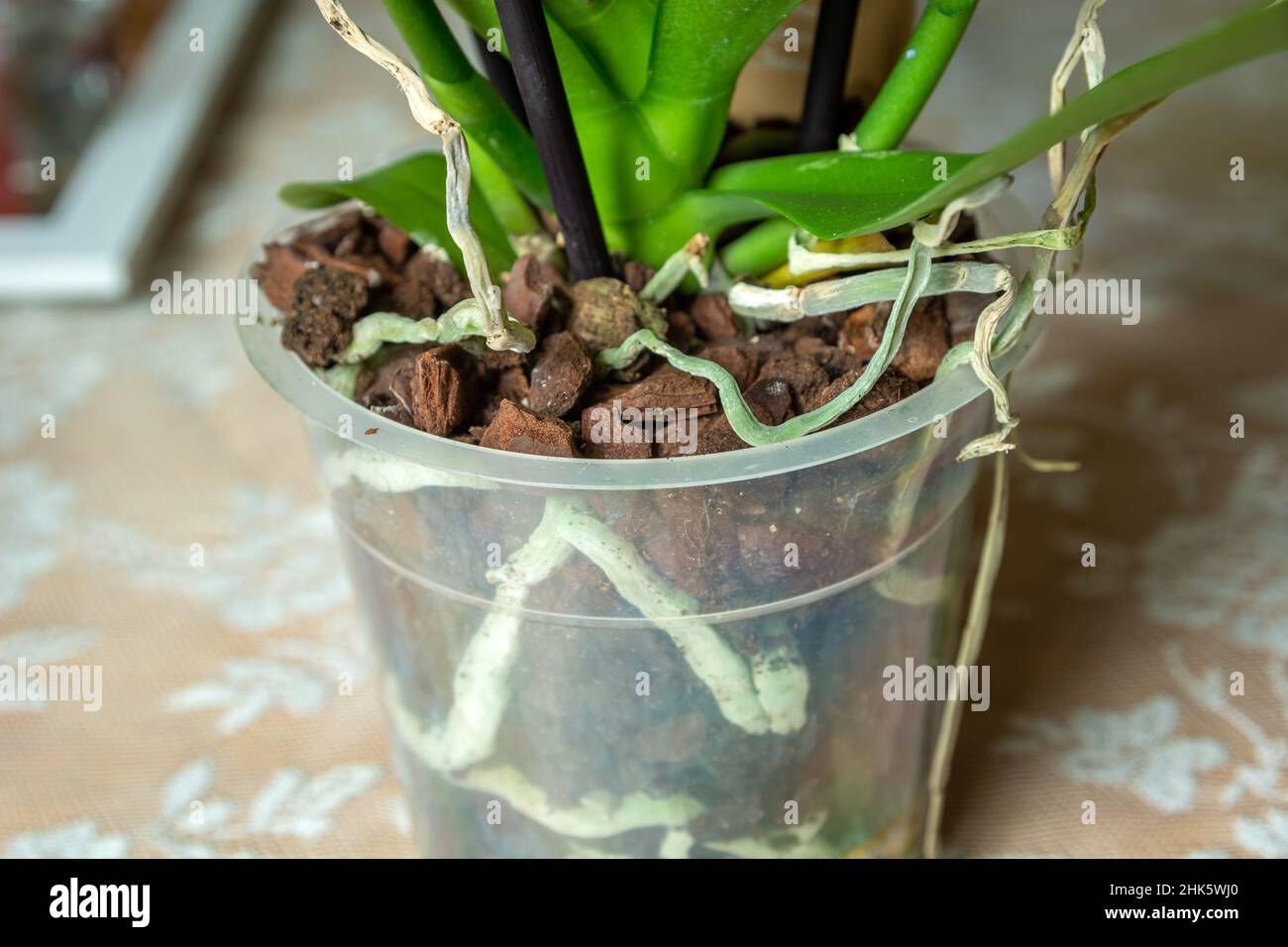 A real photograph close up of a Miltoniopsis orchid in a clear pot showing healthy white and green roots pressed against the pot wall and fresh bark media