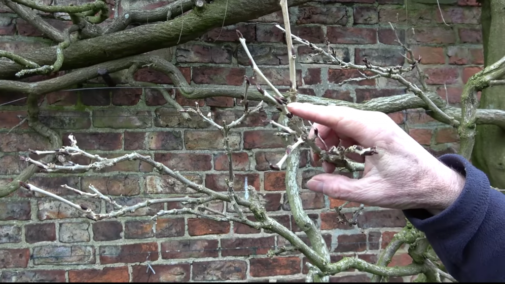 A real photograph close up of a gardener's hand holding clean pruners beside a wisteria spur, showing two to three buds left on a short woody stub in late winter