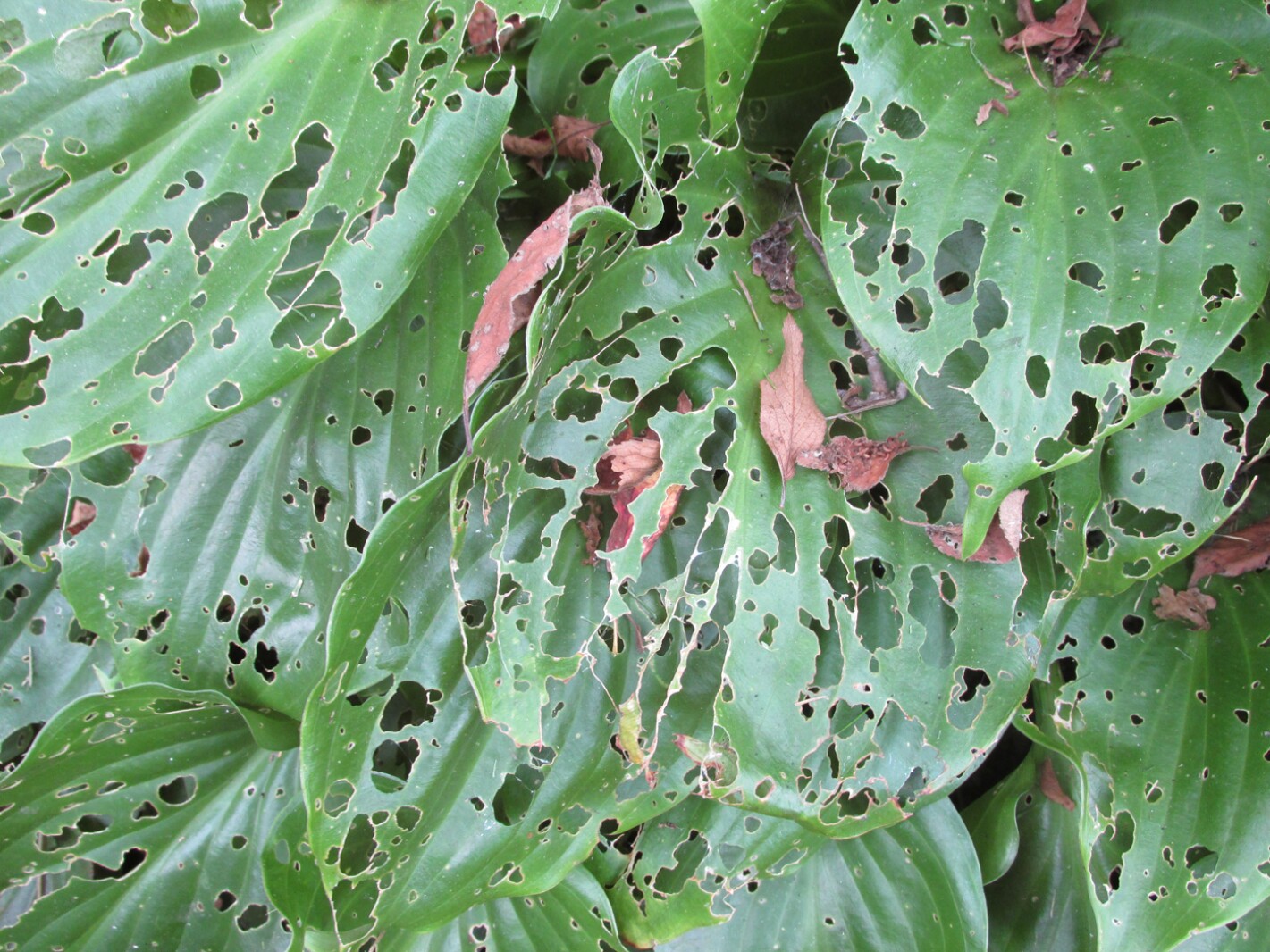A real photograph close-up of a hosta leaf with irregular holes and ragged edges from slug feeding, with a faint slime trail visible in natural garden light