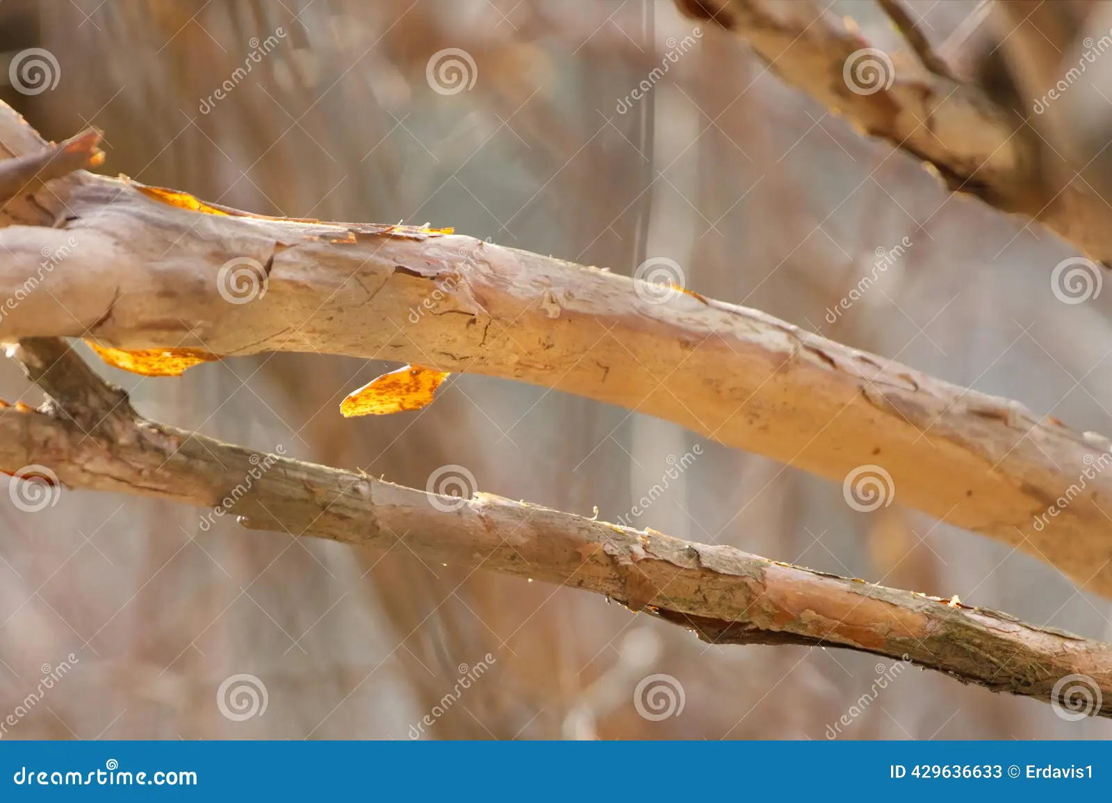 A real photograph close up of crepe myrtle trunks showing smooth tan and cinnamon peeling bark in warm afternoon sunlight