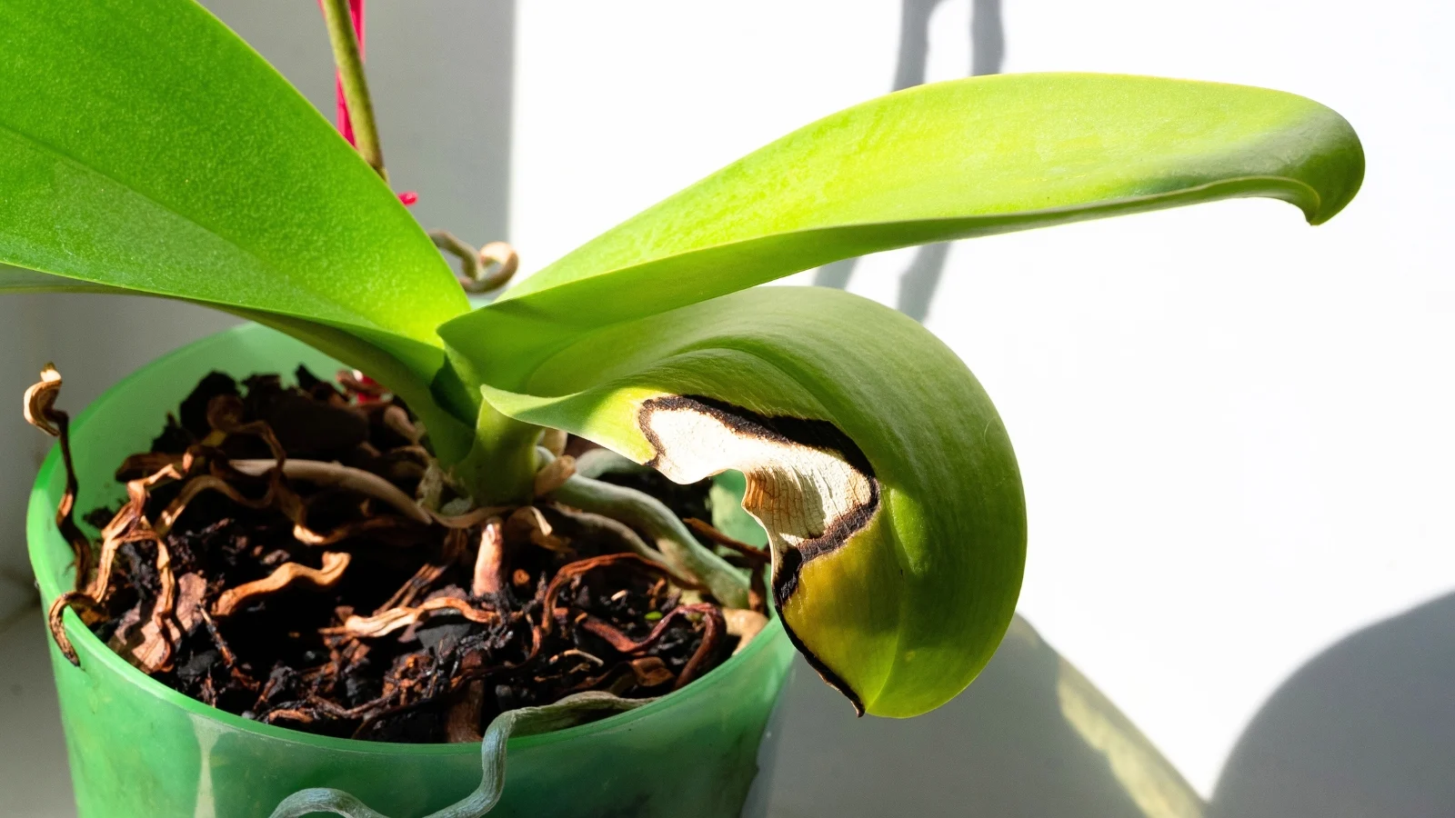 A real photograph close up of healthy green Dendrobium orchid leaves and canes lit by bright indirect daylight near a window