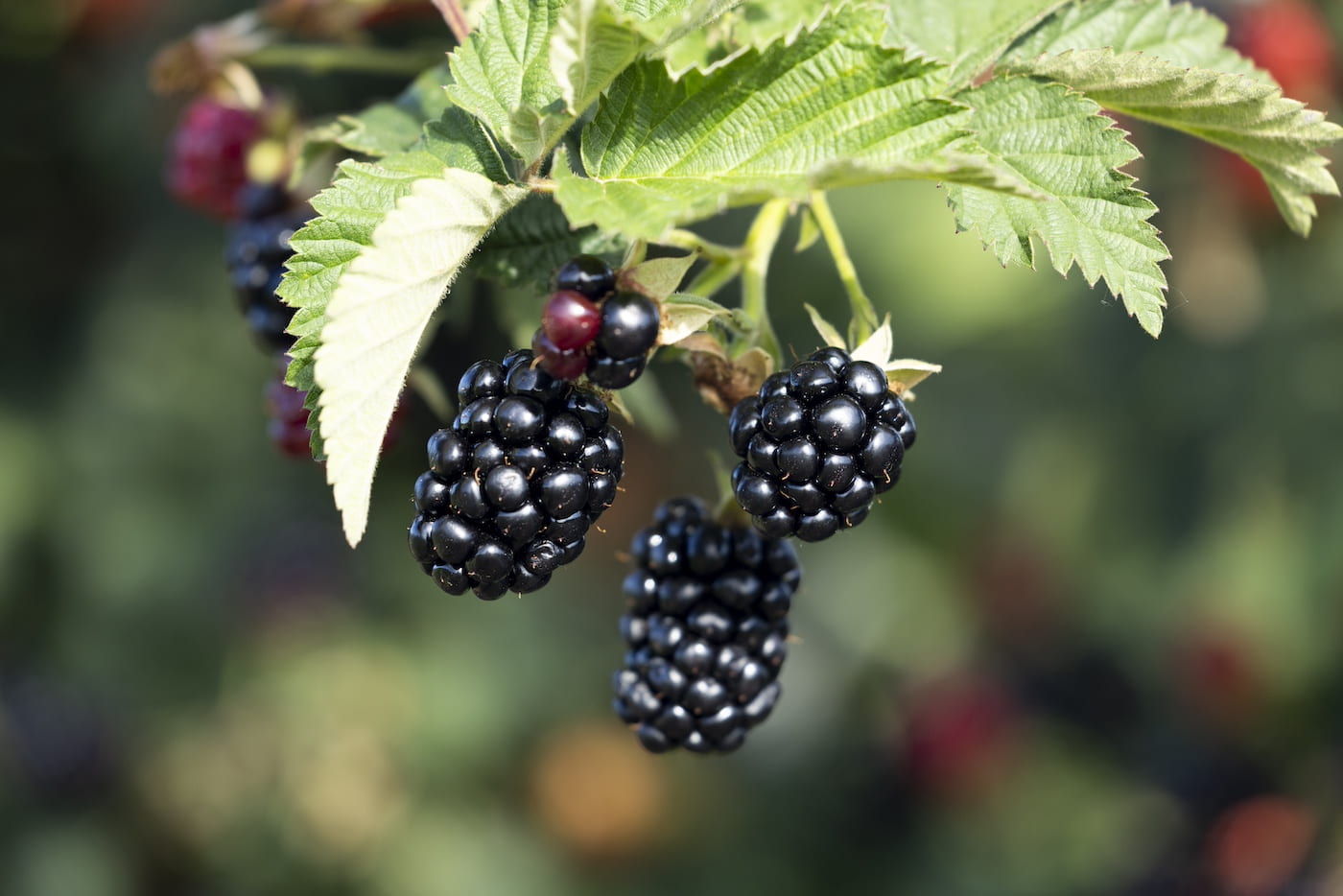 A real photograph close up of ripe blackberries on a thornless blackberry cane, with deep black glossy fruit and green leaves in natural outdoor light