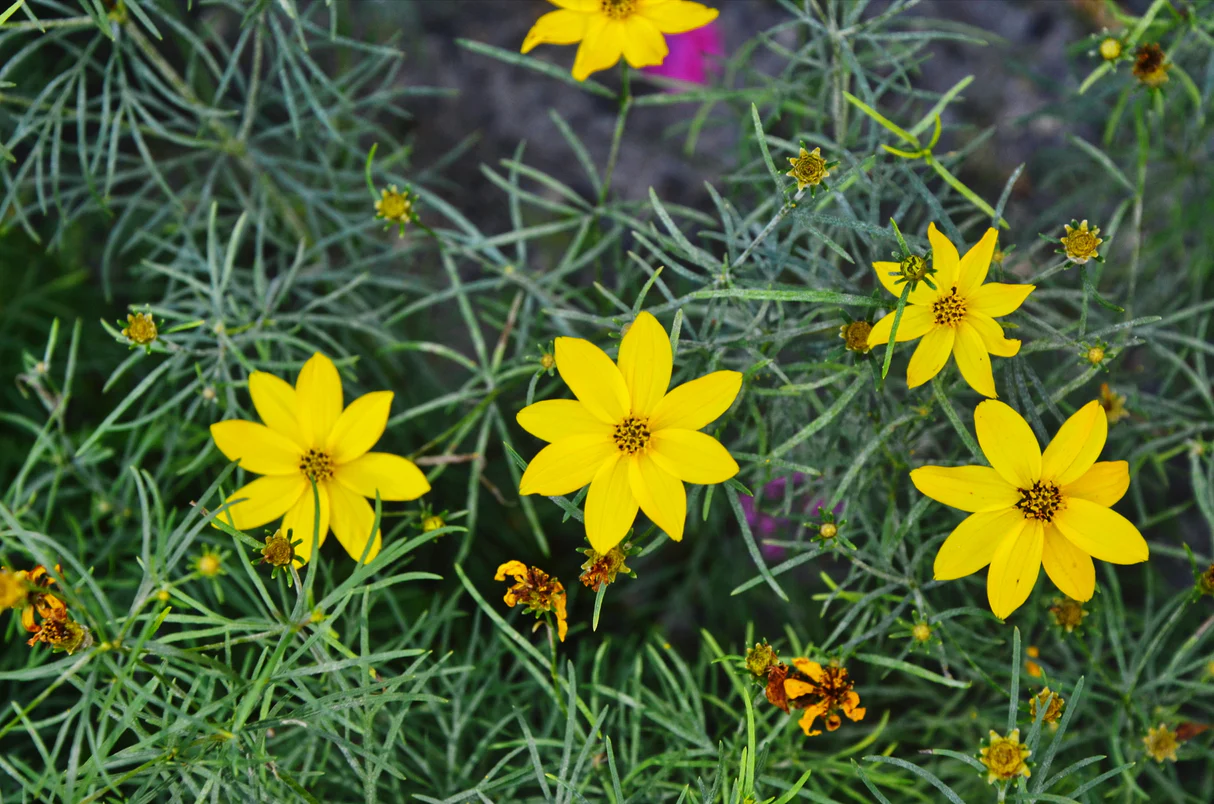 A real photograph close-up of threadleaf coreopsis foliage and small yellow flowers in bright sunlight, showing the fine, feathery leaves