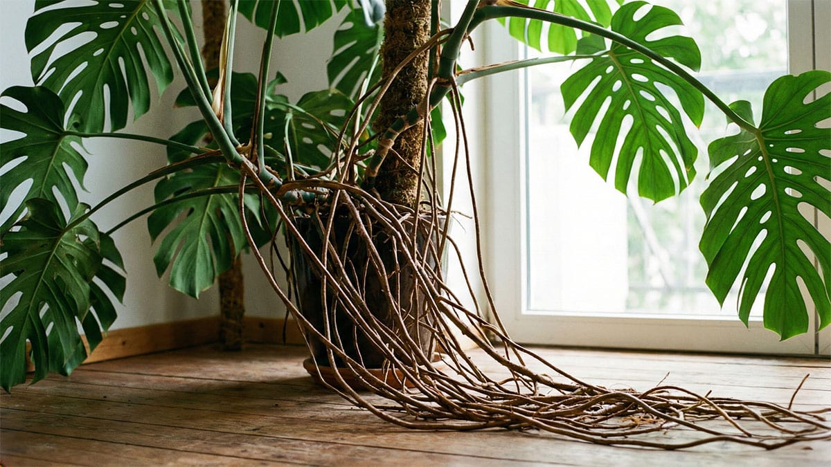 A real photograph of Monstera aerial roots gently guided into a damp moss pole mesh, with a hand holding the vine near a node
