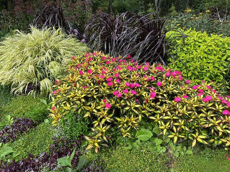 A real photograph of New Guinea impatiens with bright flowers and variegated foliage growing in dappled shade near a garden path