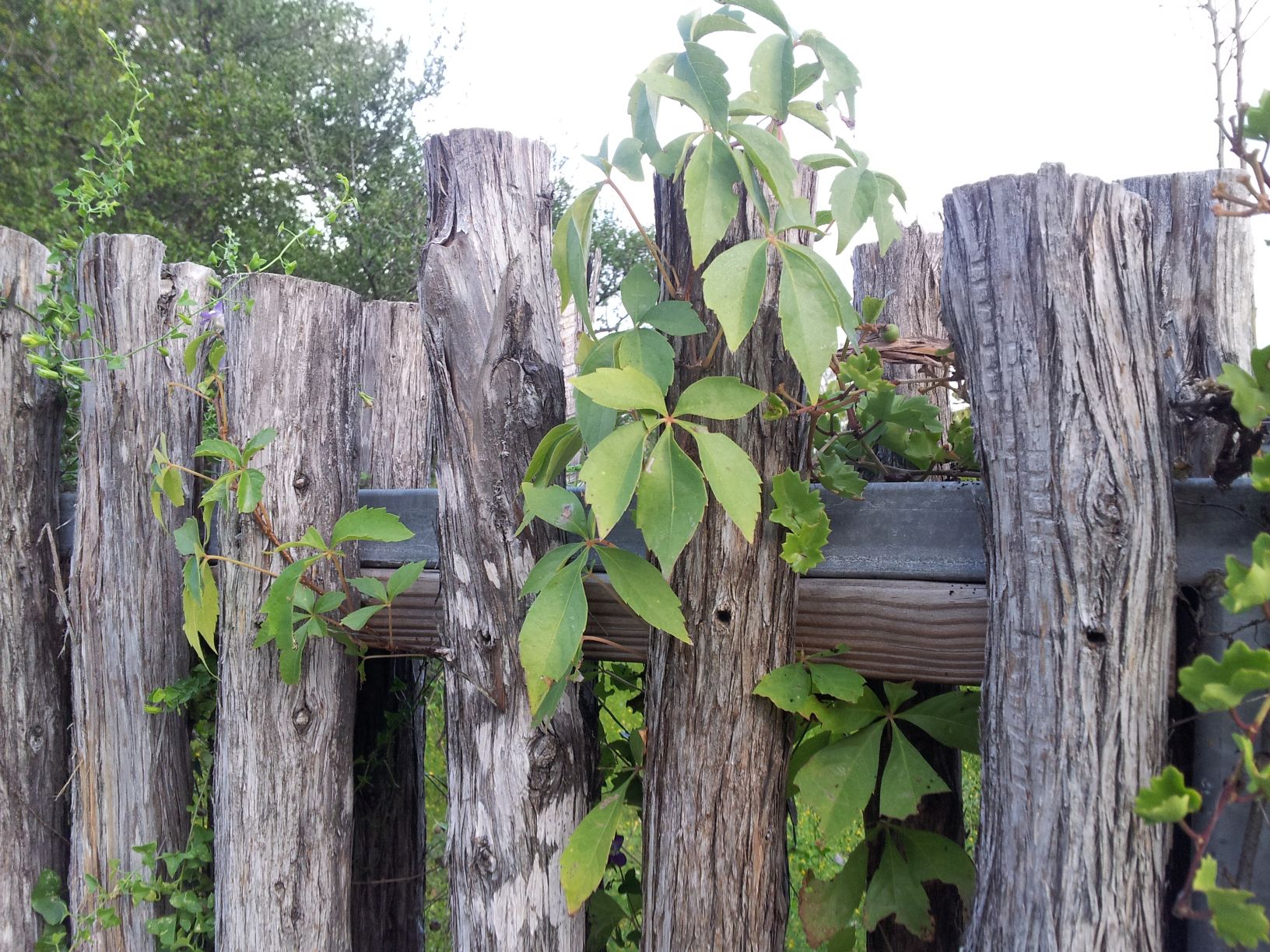 A real photograph of Virginia creeper growing on a wooden fence, showing a leaf with five separate leaflets and curling tendrils in natural daylight