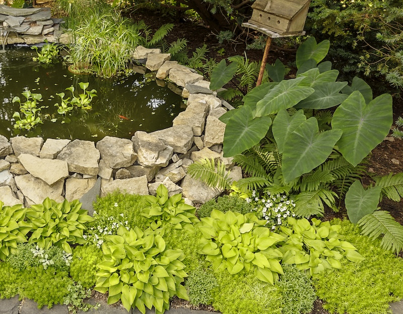 A real photograph of a Colocasia elephant ear growing at the edge of a backyard pond with leaves reflecting on the water