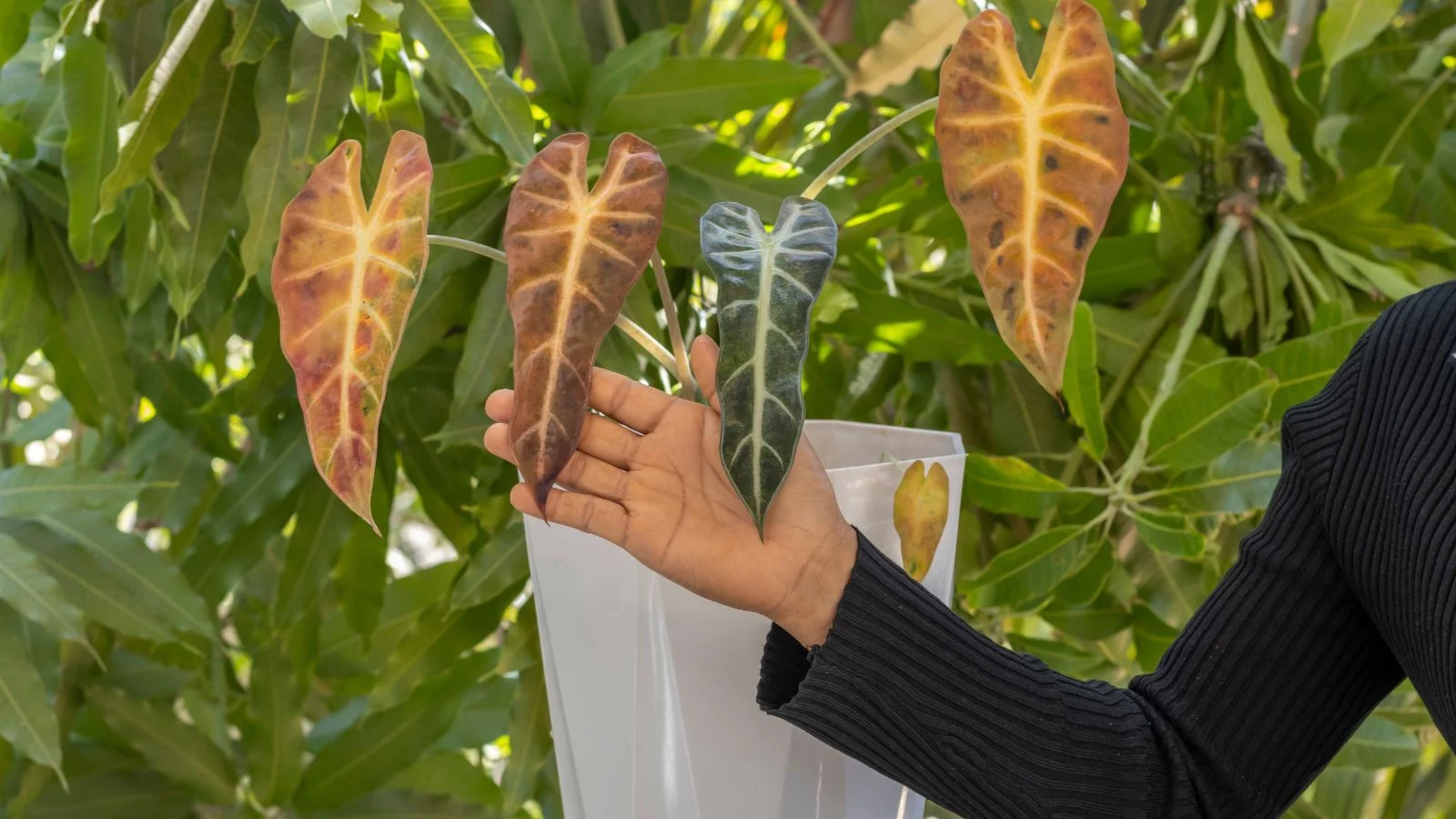 A real photograph of a Colocasia elephant ear in a large outdoor container with slightly drooping, heart-shaped leaves after watering