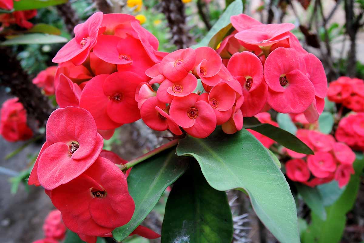 A real photograph of a Crown of Thorns plant in a clay pot sitting on a sunny patio, with bright light and visible thorny stems and pink blooms