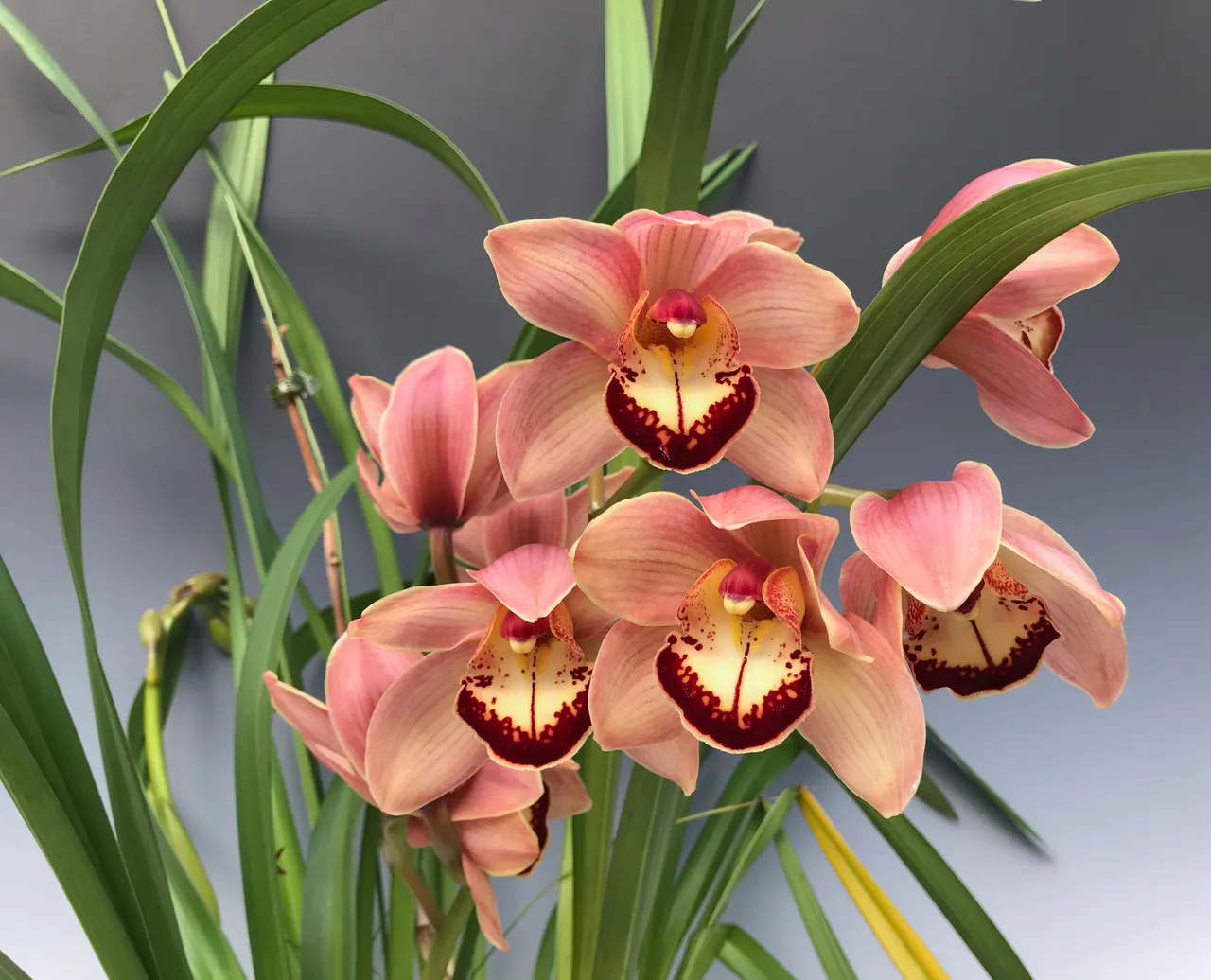 A real photograph of a Cymbidium orchid in a pot outdoors receiving gentle morning sun with dappled shade over the leaves