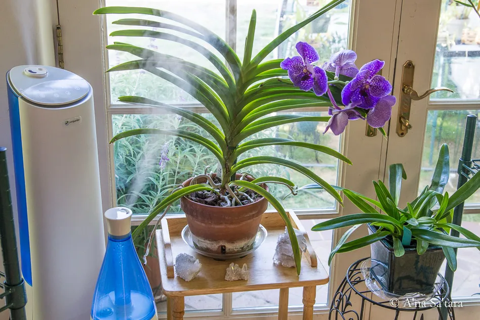 A real photograph of a Dendrobium orchid on an indoor plant shelf with a small humidifier running nearby in soft morning light