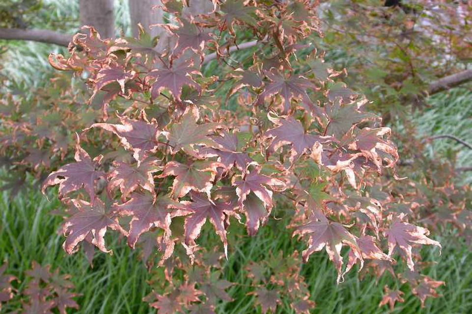 Featured image for Japanese Maple Leaf Scorch in Summer