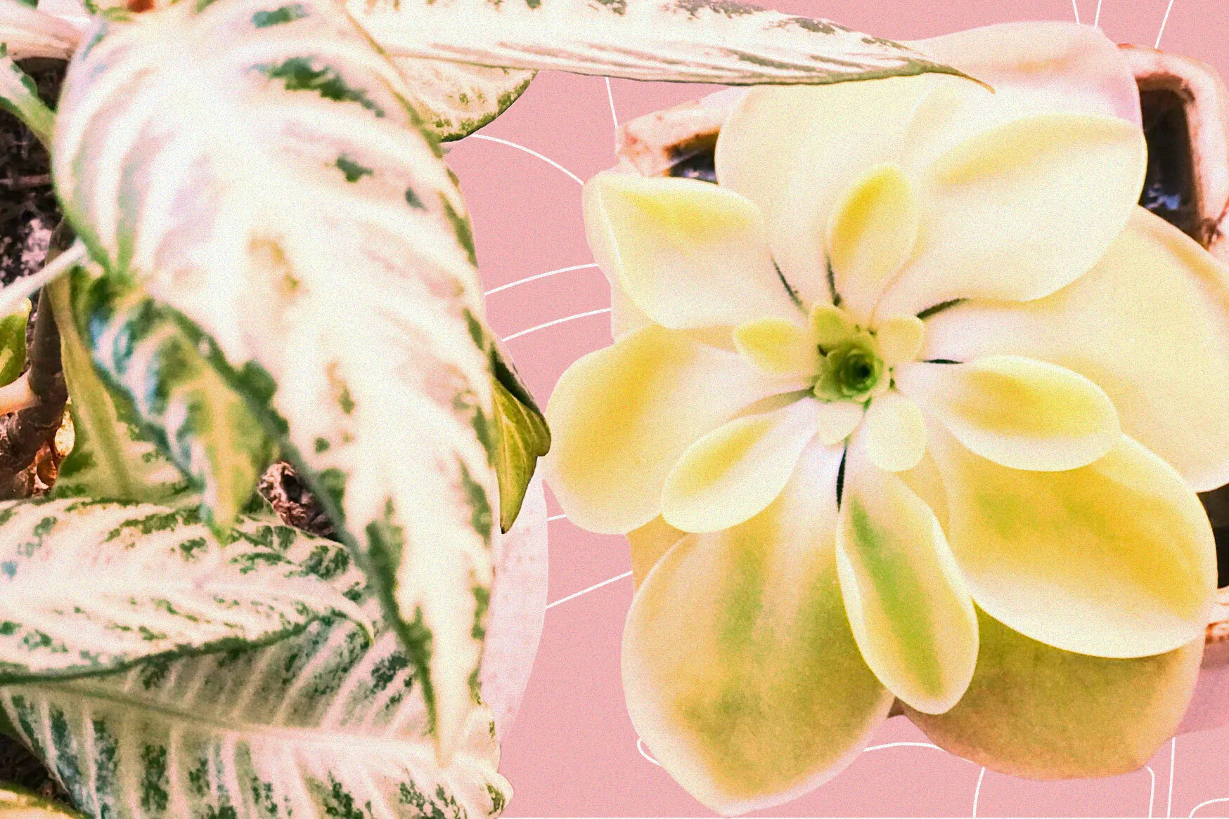 A real photograph of a Mexican butterwort in a small pot on a bright windowsill, with one delicate purple flower held above the rosette