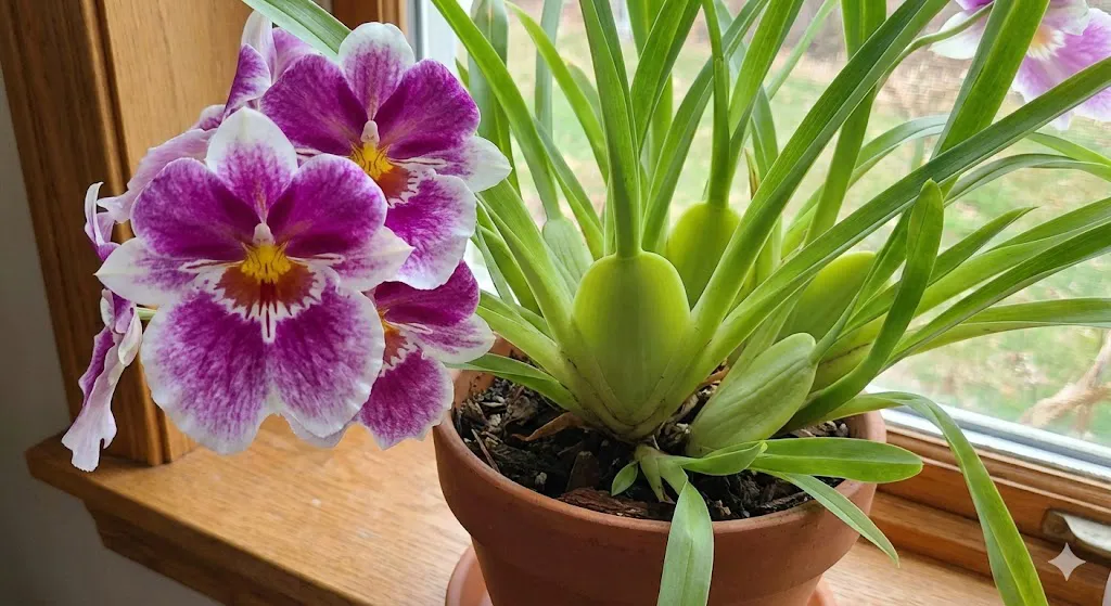 A real photograph of a Miltonia orchid on a greenhouse bench showing green pseudobulbs and arching leaves, with soft filtered light and other orchids behind