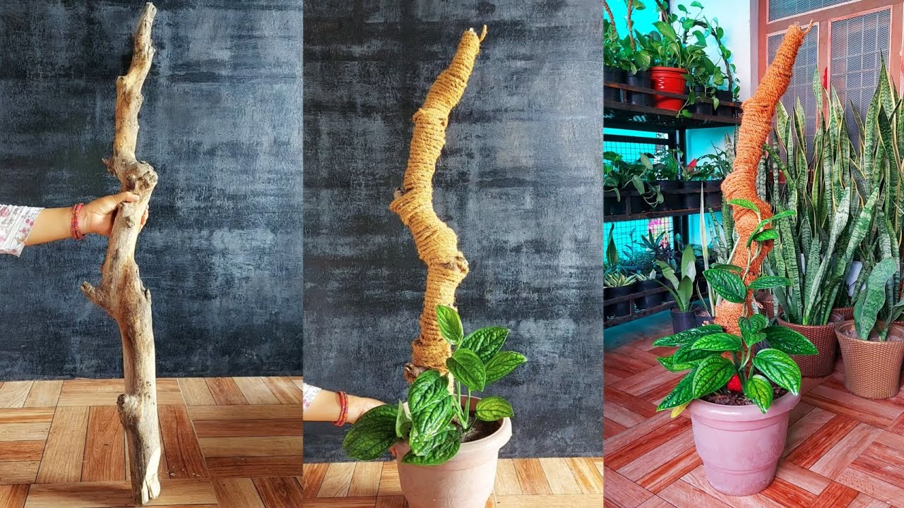 Featured image for Monstera Peru Care Indoors