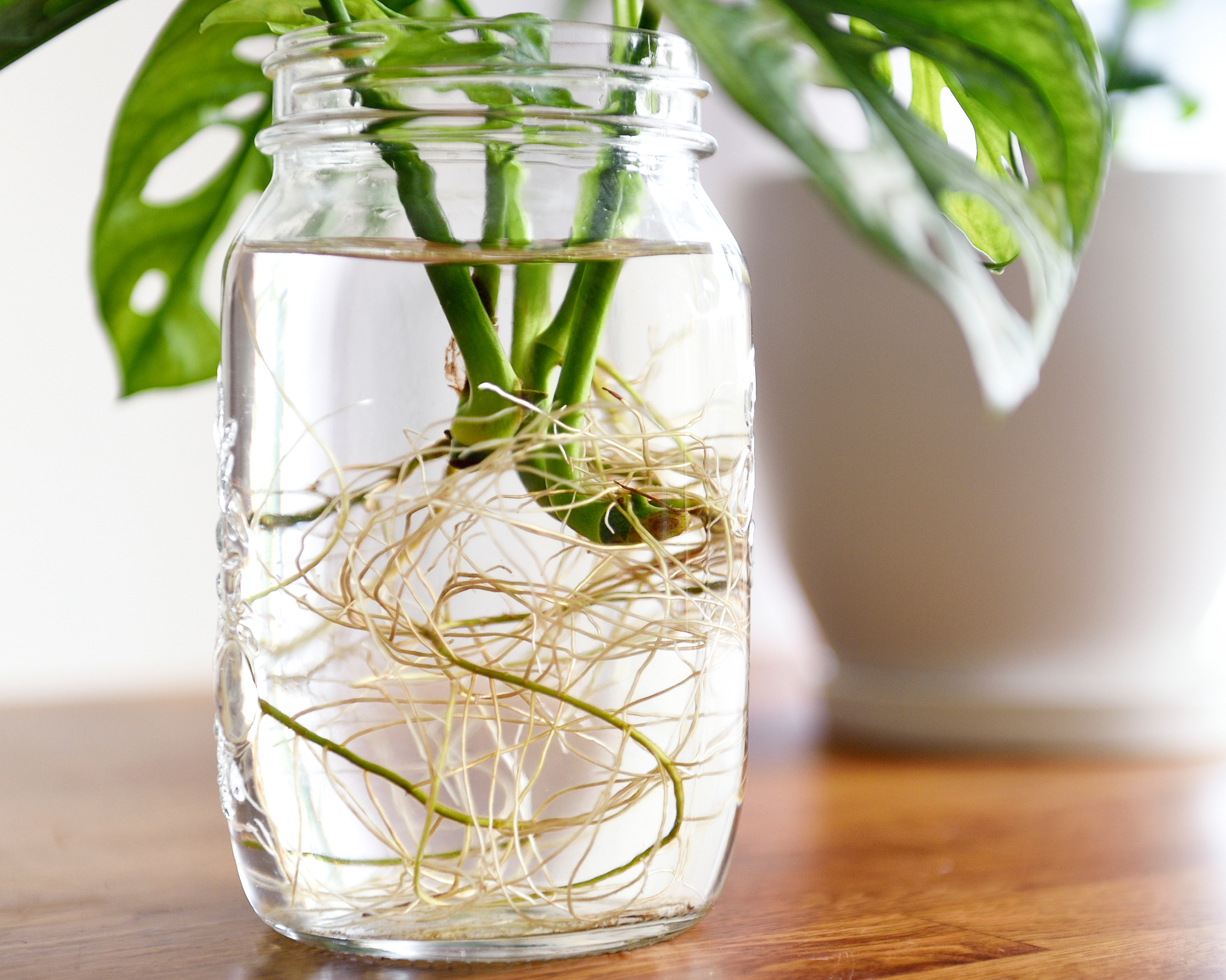 A real photograph of a Monstera ‘Peru’ stem cutting with a visible node and developing white roots in a clear glass jar on a bright windowsill