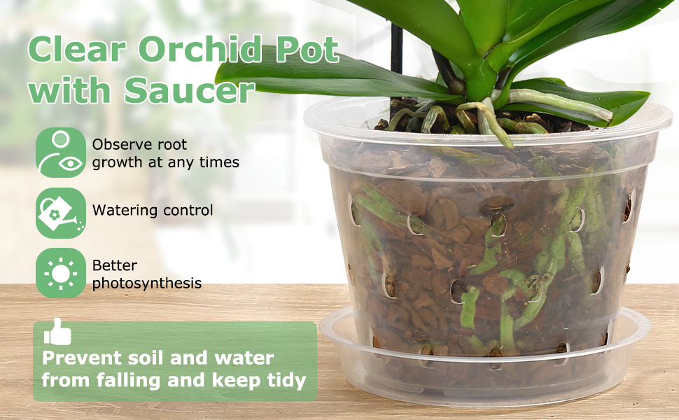 A real photograph of a Phalaenopsis orchid in a clear plastic pot filled with chunky bark, showing firm green and silvery roots pressed against the pot wall